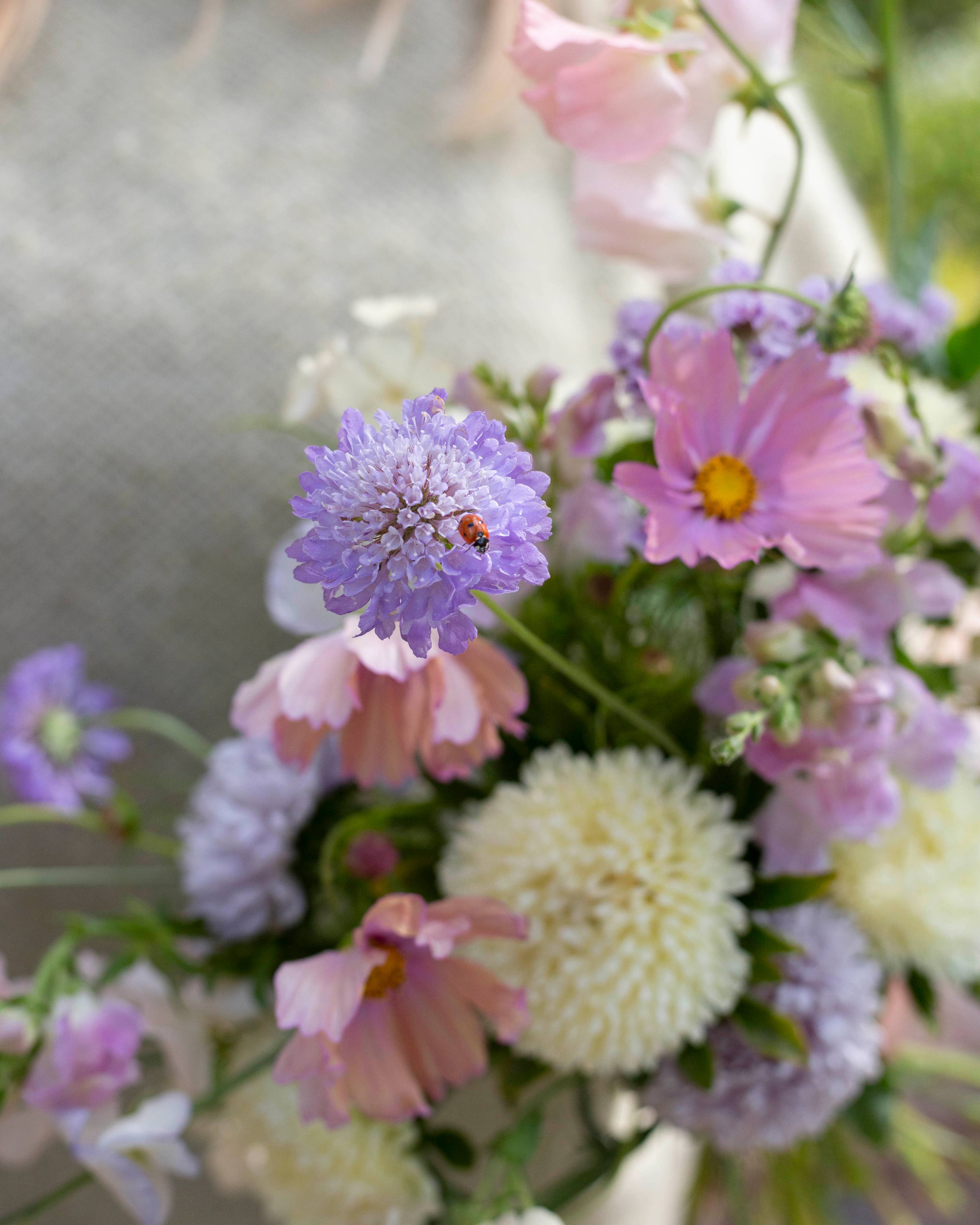 Koreatörmäkukka ‚Oxford Blue‘ – Scabiosa atropurpurea, ca. 50 Samen