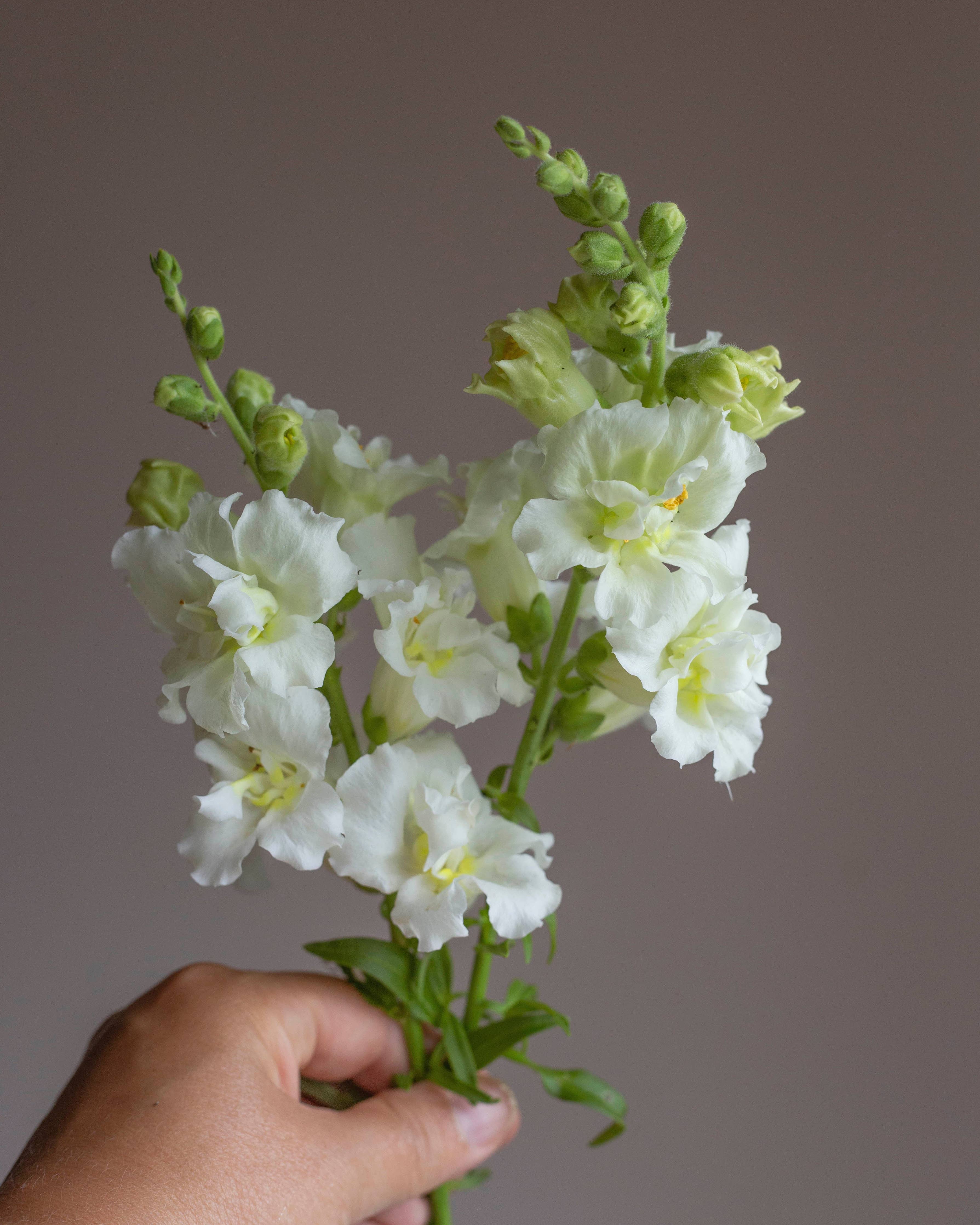 Leijonankita Madame Butterfly Elfenbein