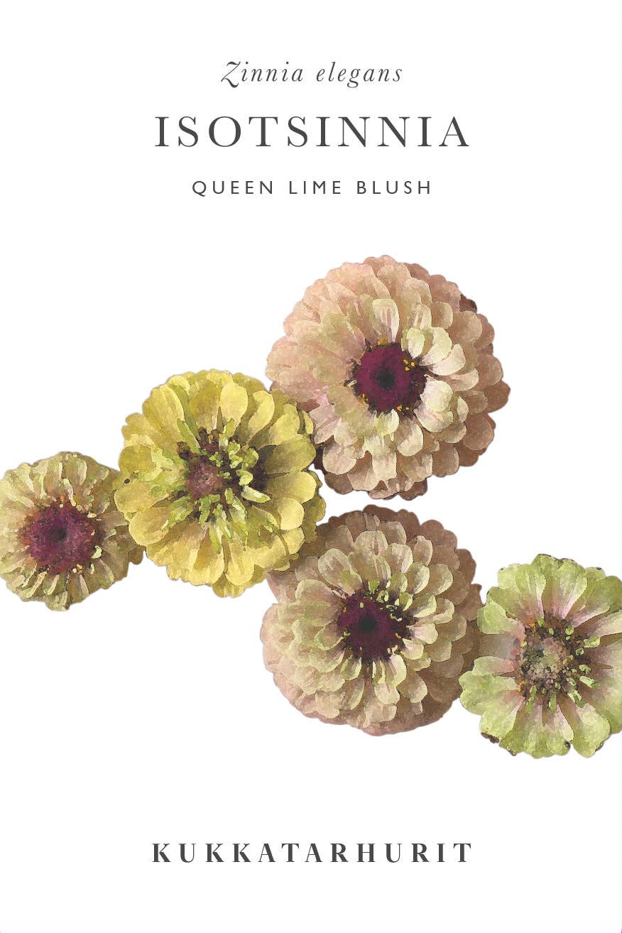 Isotsinnia Queen Lime Blush – Zinnia Elegans, ca. 20 Samen