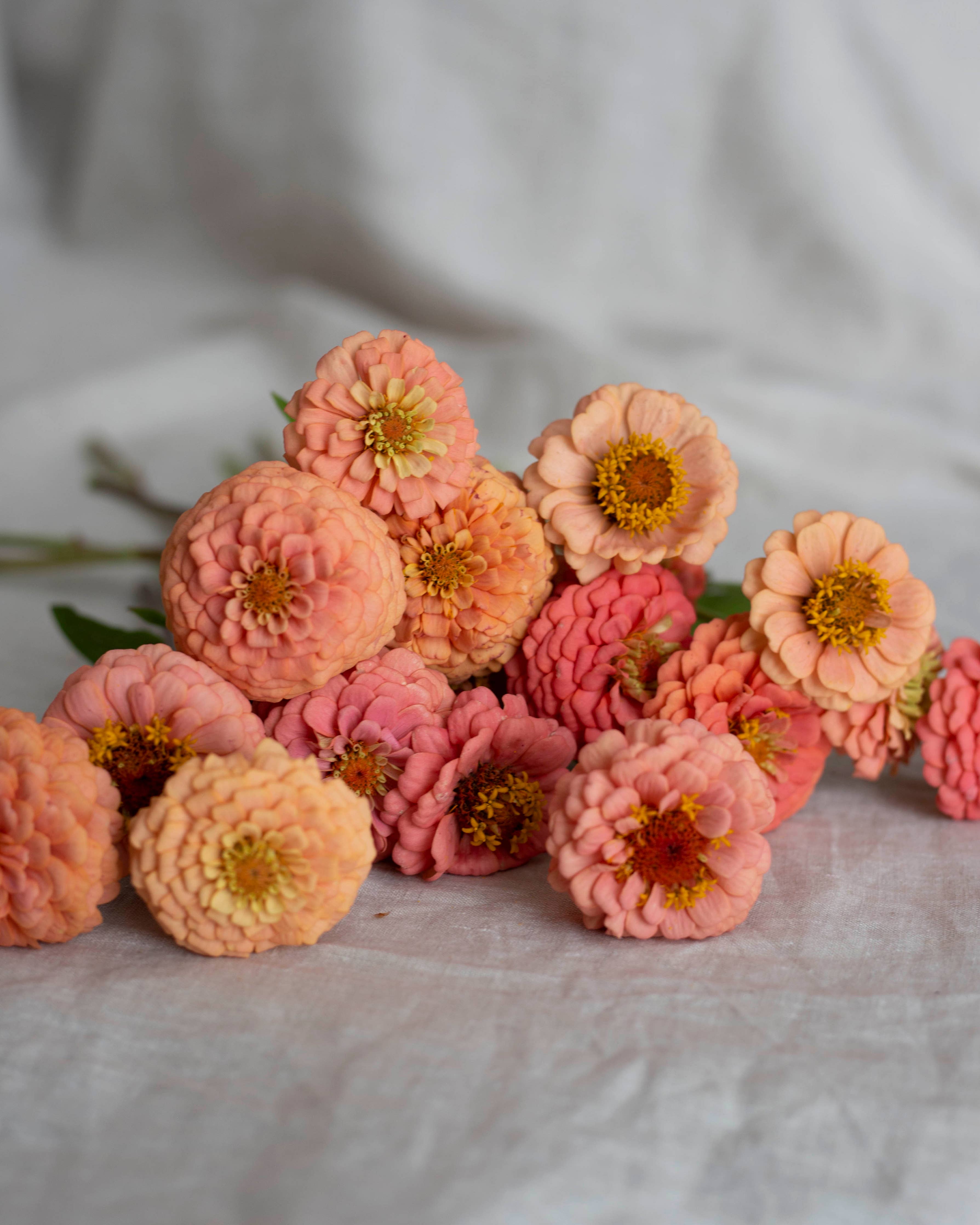 Isotsinnia Oklahoma Salmon Zinnien Samen