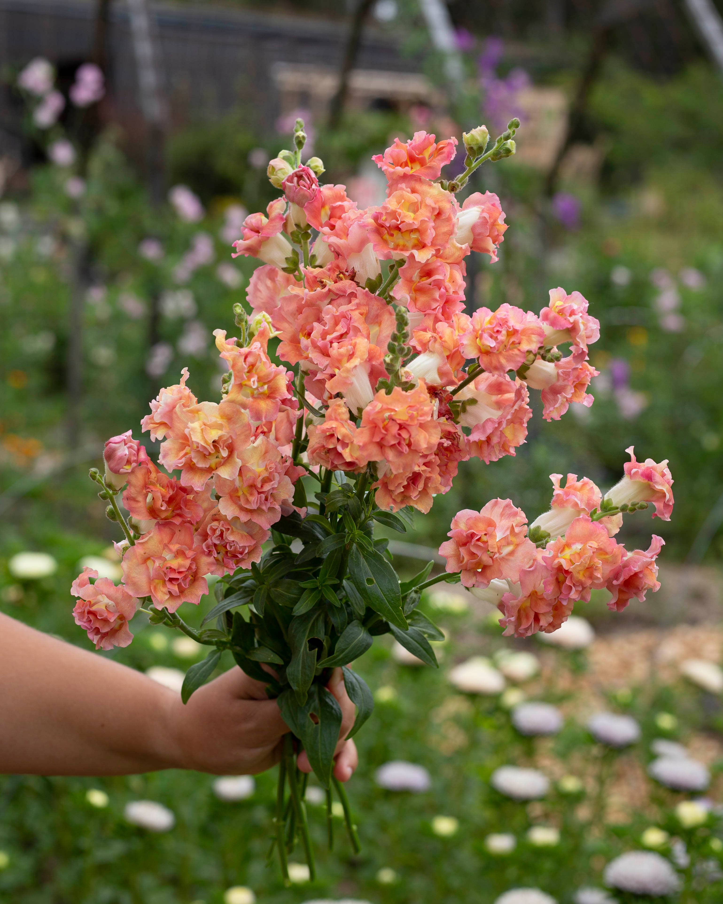 Leijonankita Madame Butterfly Bronze mit Weiß