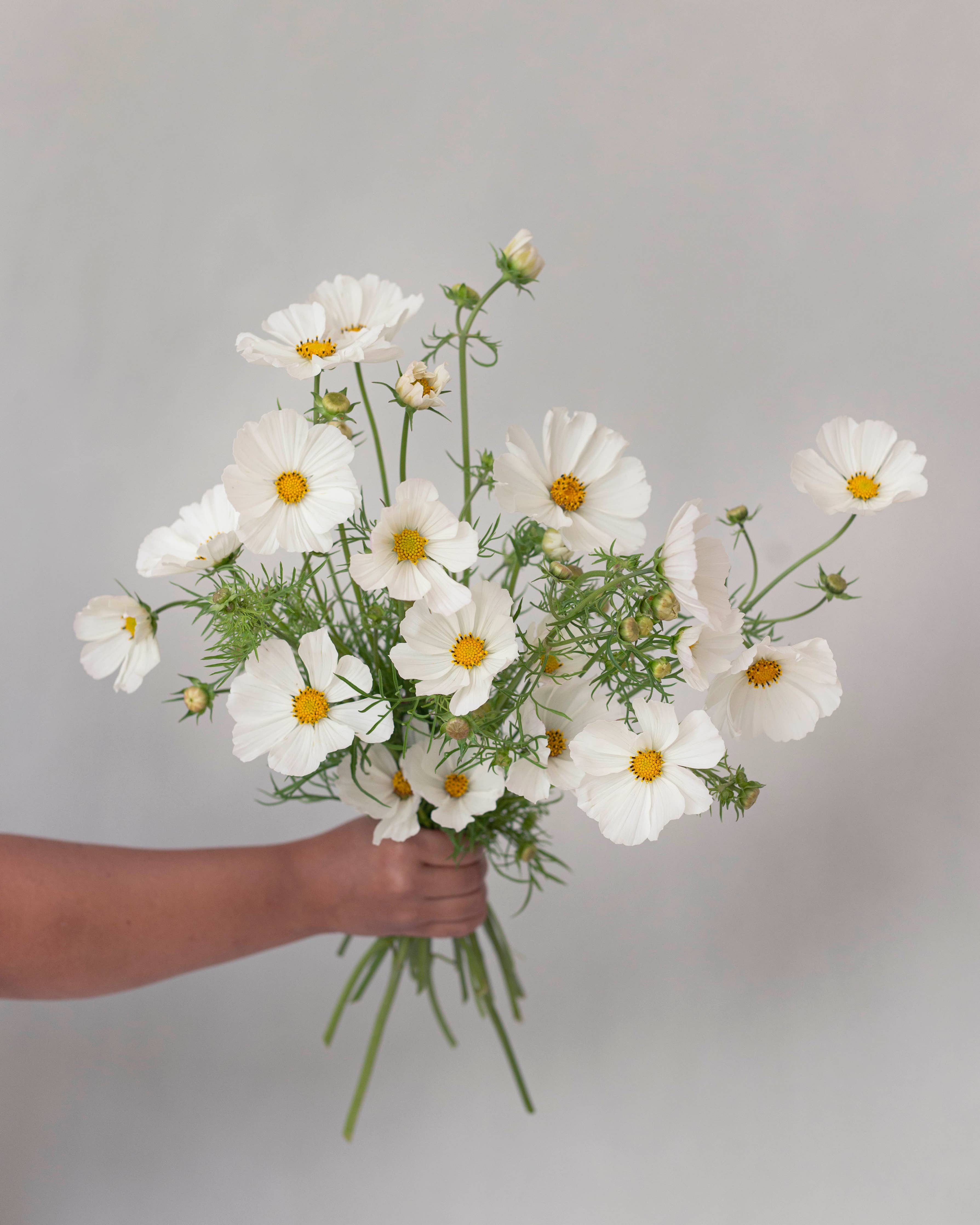 Punakosmos Afternoon White