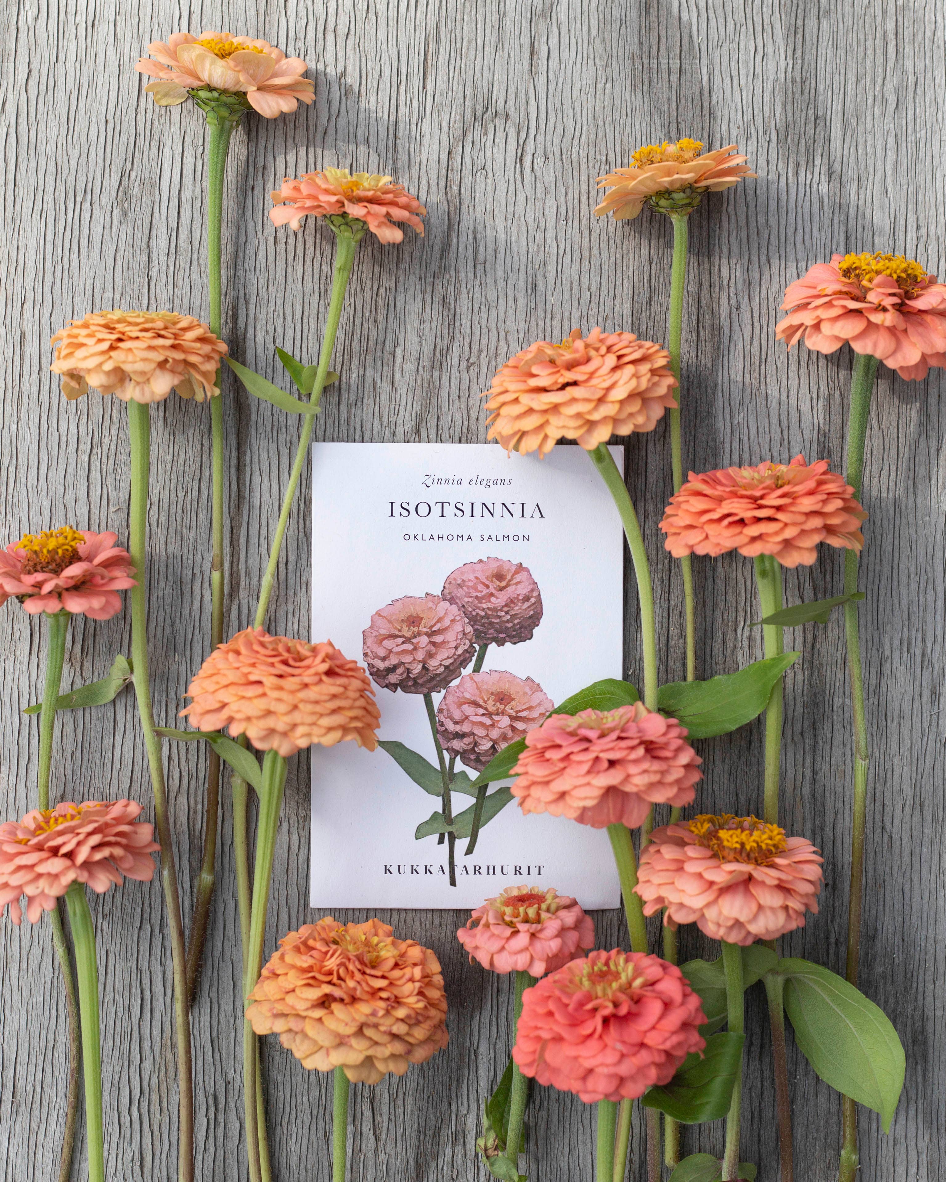 Isotsinnia Oklahoma Salmon Zinnien Samen