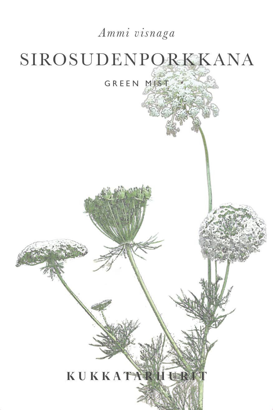 Sirosudenporkkana „Green Mist“ Ammi visnaga Samen – ca. 100 Stück