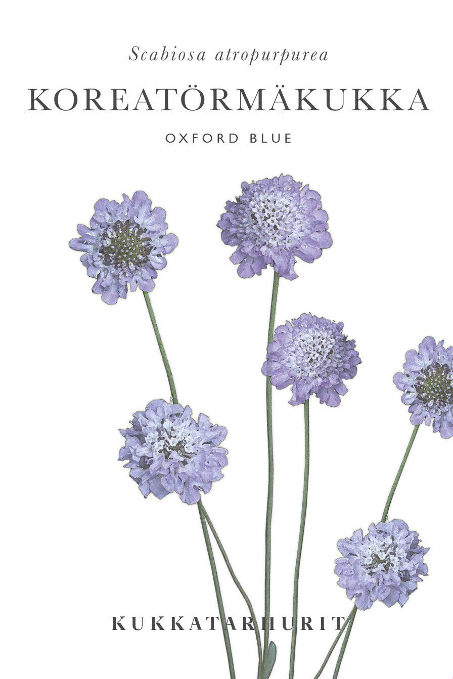Koreatörmäkukka ‚Oxford Blue‘ – Scabiosa atropurpurea, ca. 50 Samen