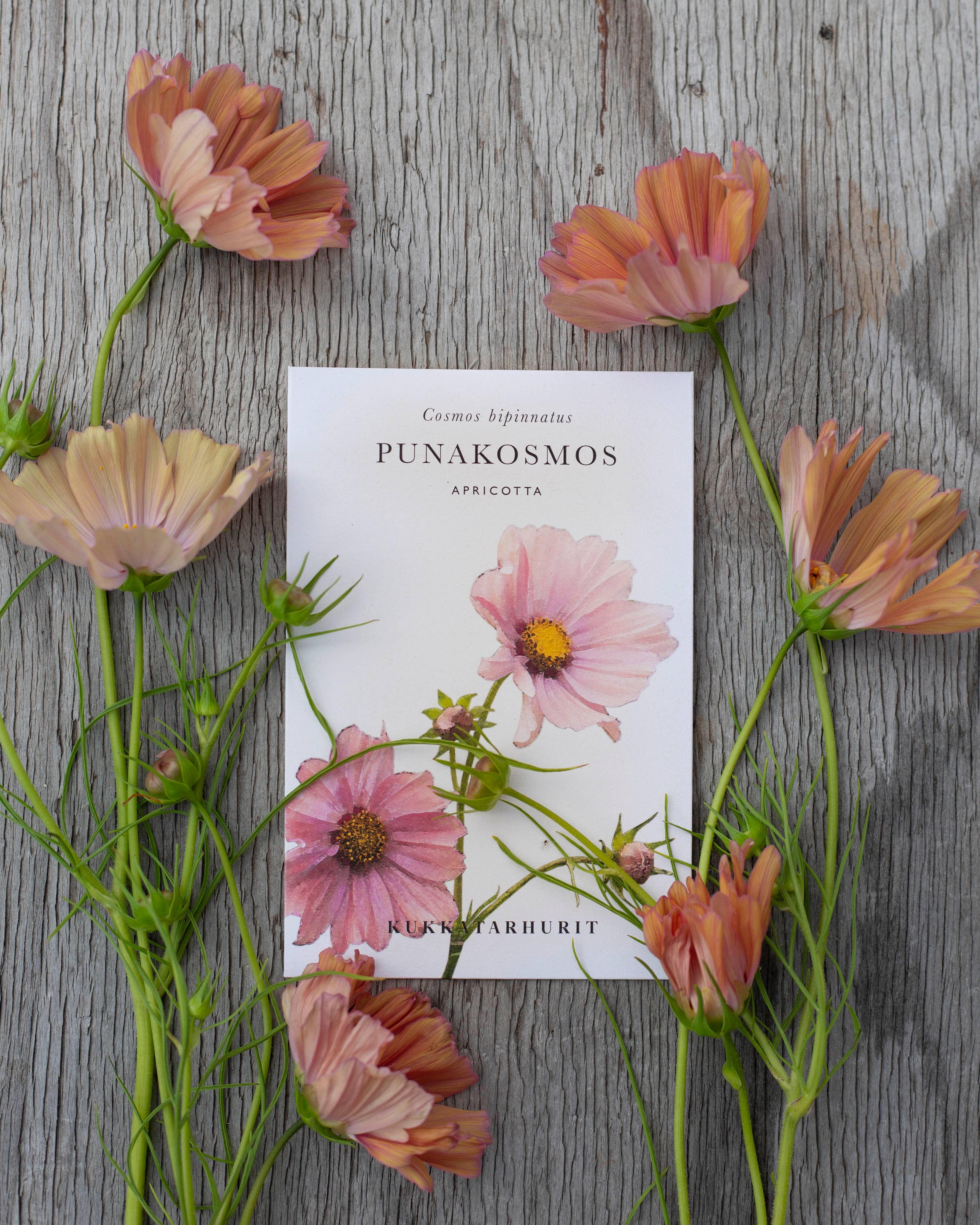 Punakosmos 'Apricotta' – Cosmos bipinnatus, ca. 25 Samen