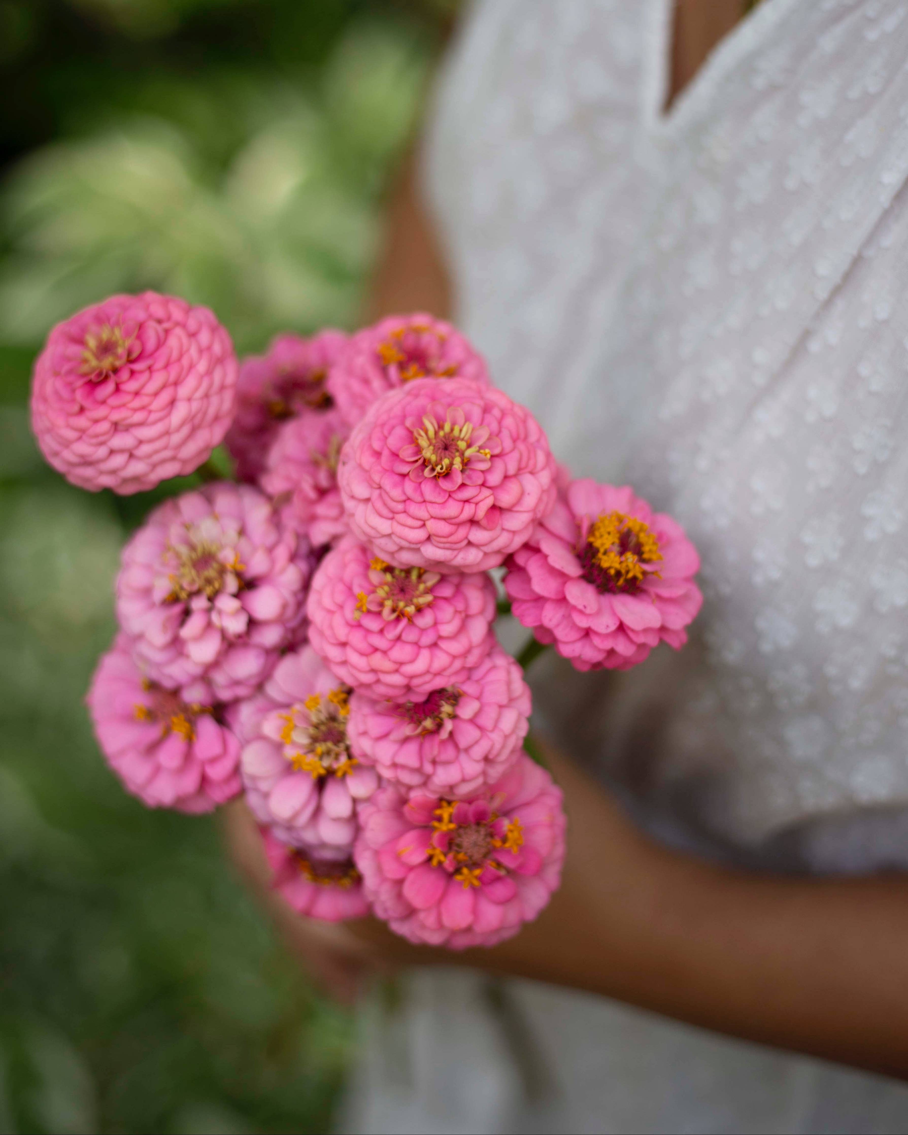 Isotsinnia Oklahoma Pink