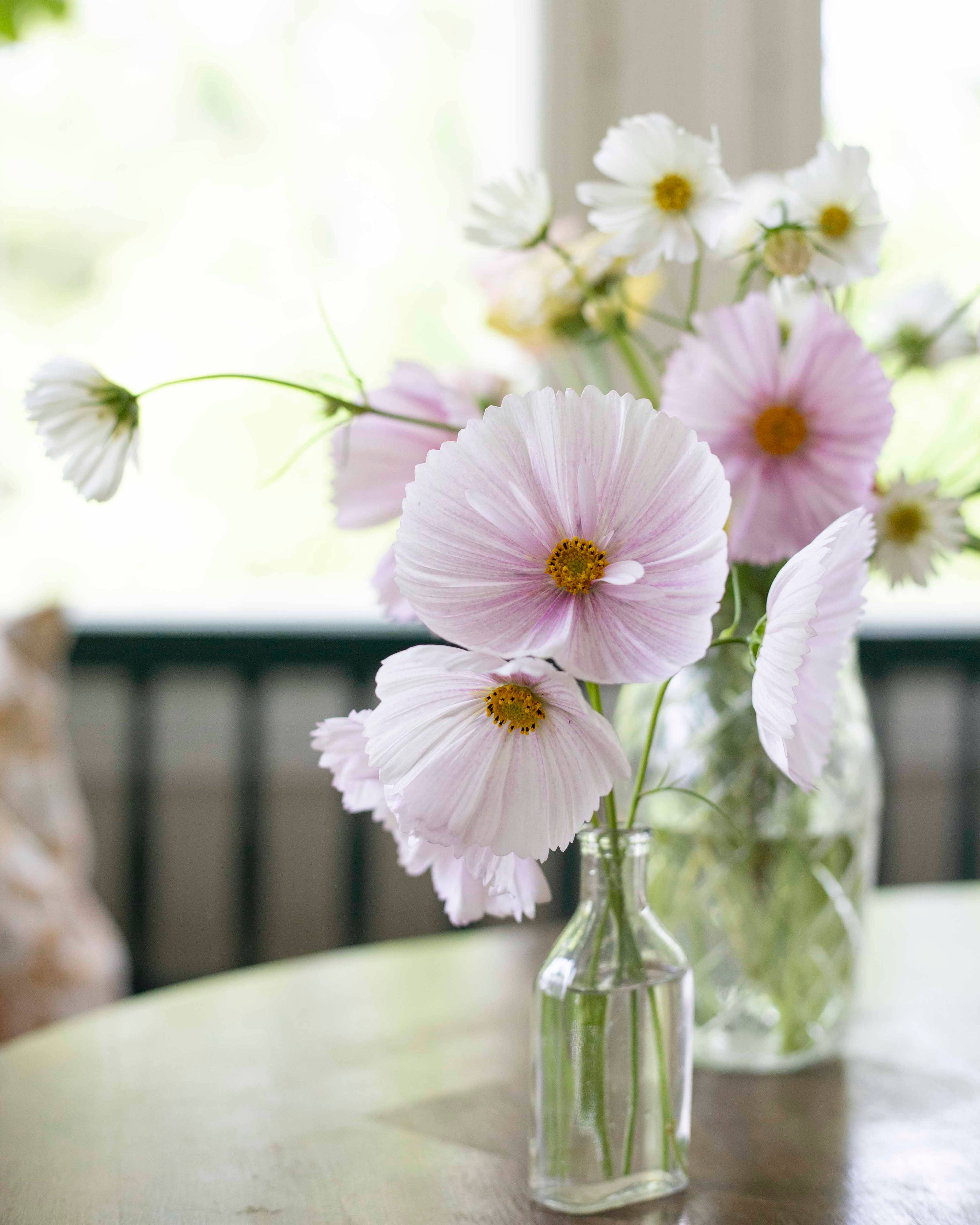 Punakosmos 'Cupcake Blush' – Kosmee (Cosmos bipinnatus) Samen, ca. 25 Stück