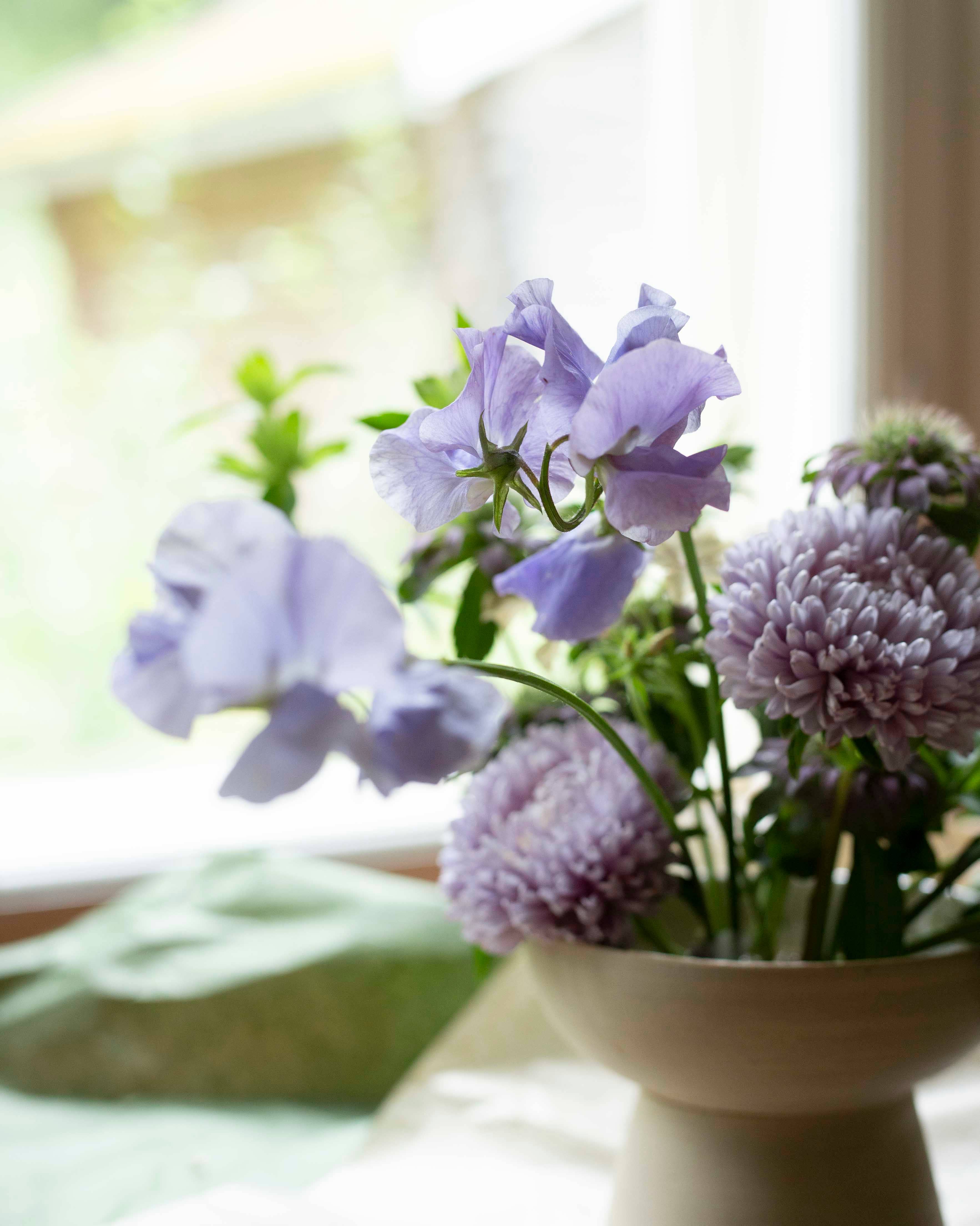 Duftwicke 'Spring Sunshine Blue'