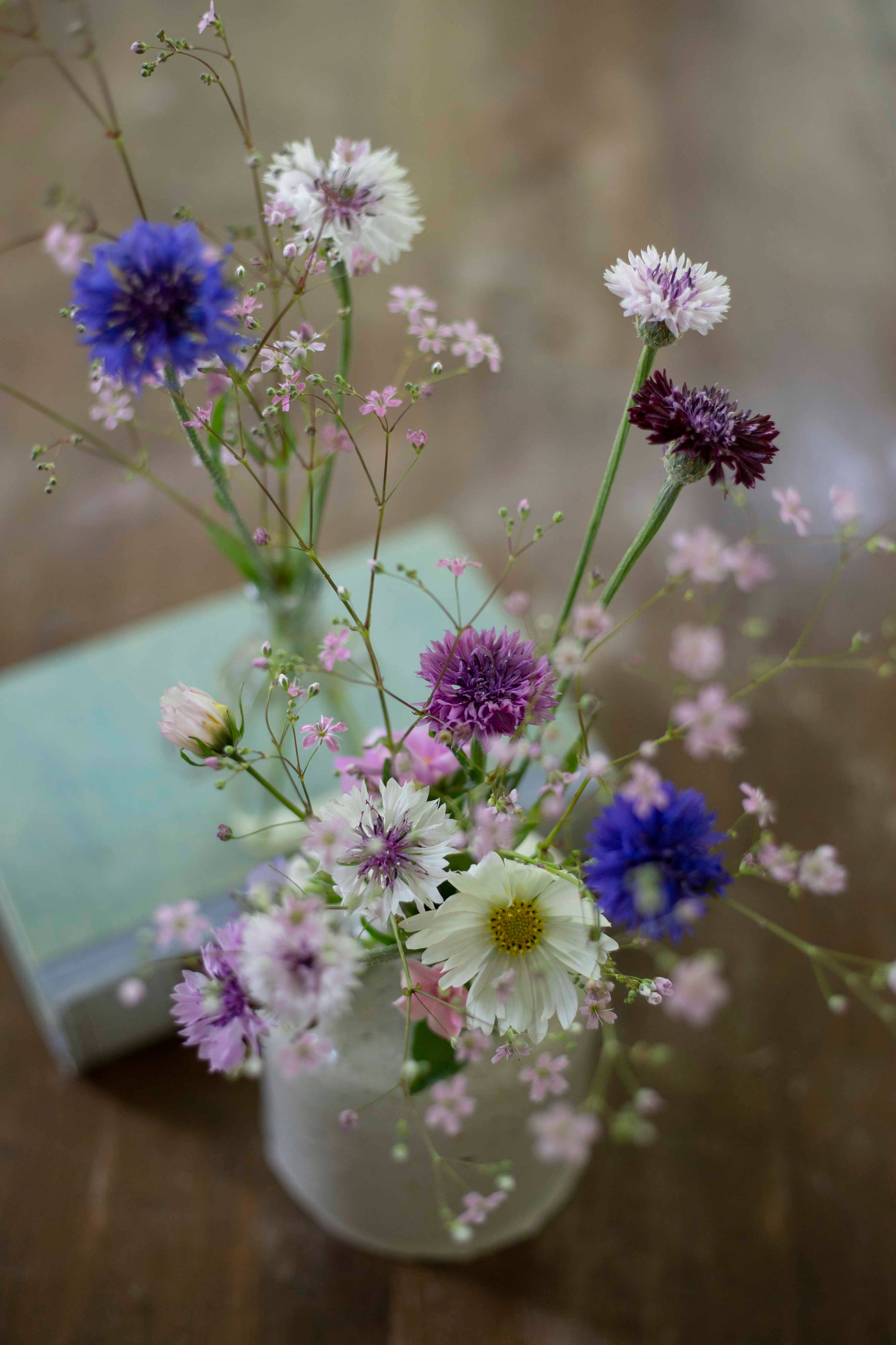 Ruiskaunokki Classic Magic - Kornblume