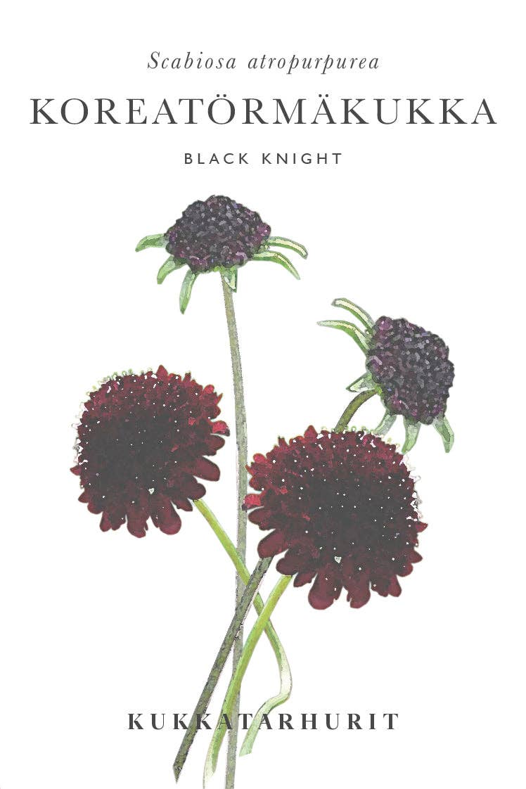Koreatörmäkukka 'Black Knight' – Scabiosa atropurpurea, ca. 50 Samen