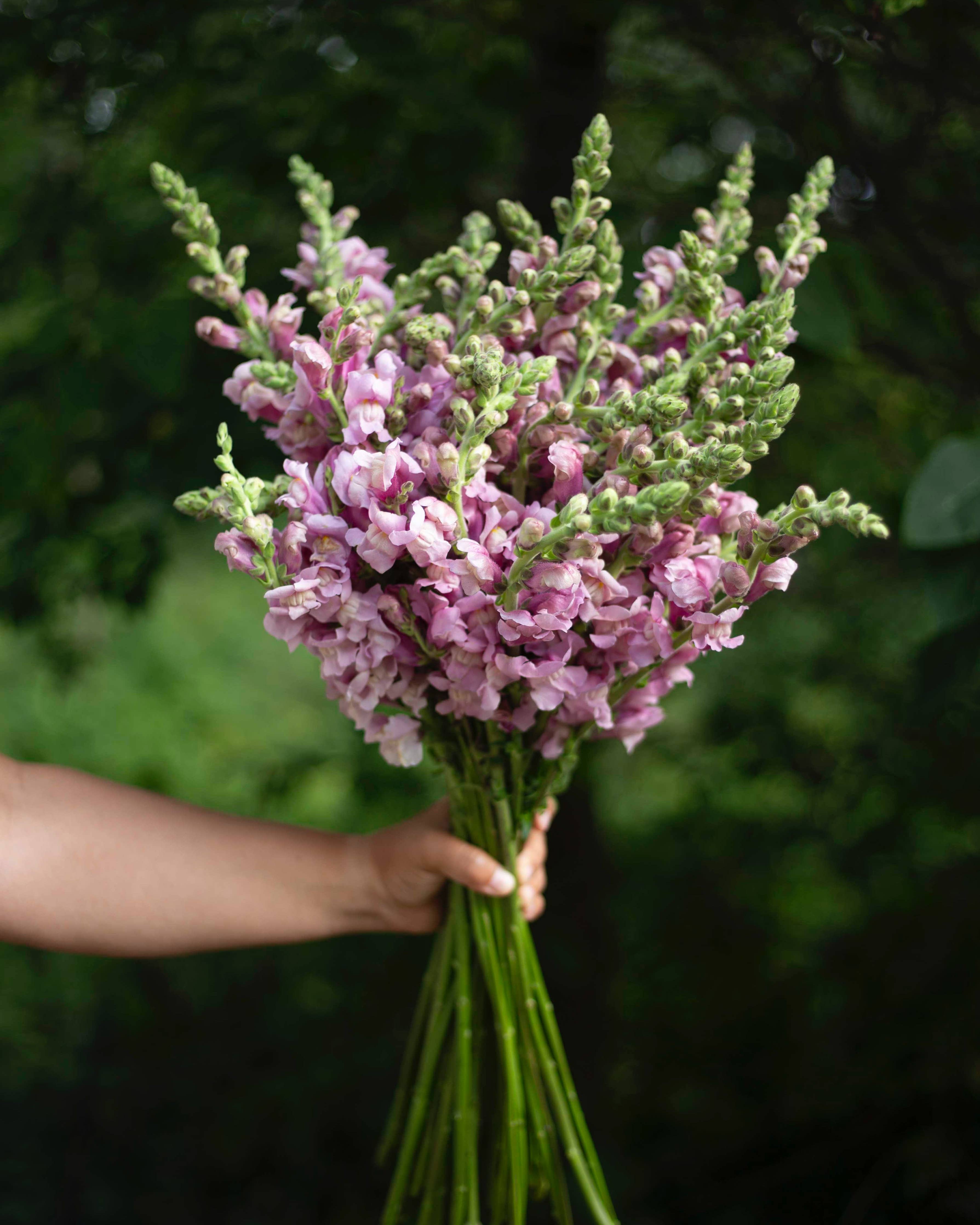 Leijonankita Potomac Lavendel