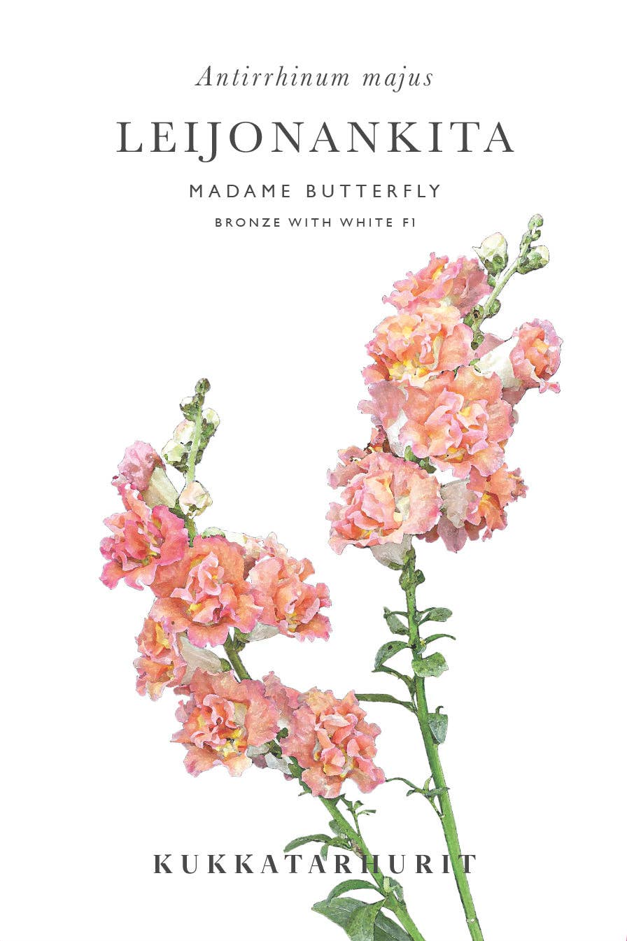 Leijonankita Madame Butterfly Bronze mit Weiß