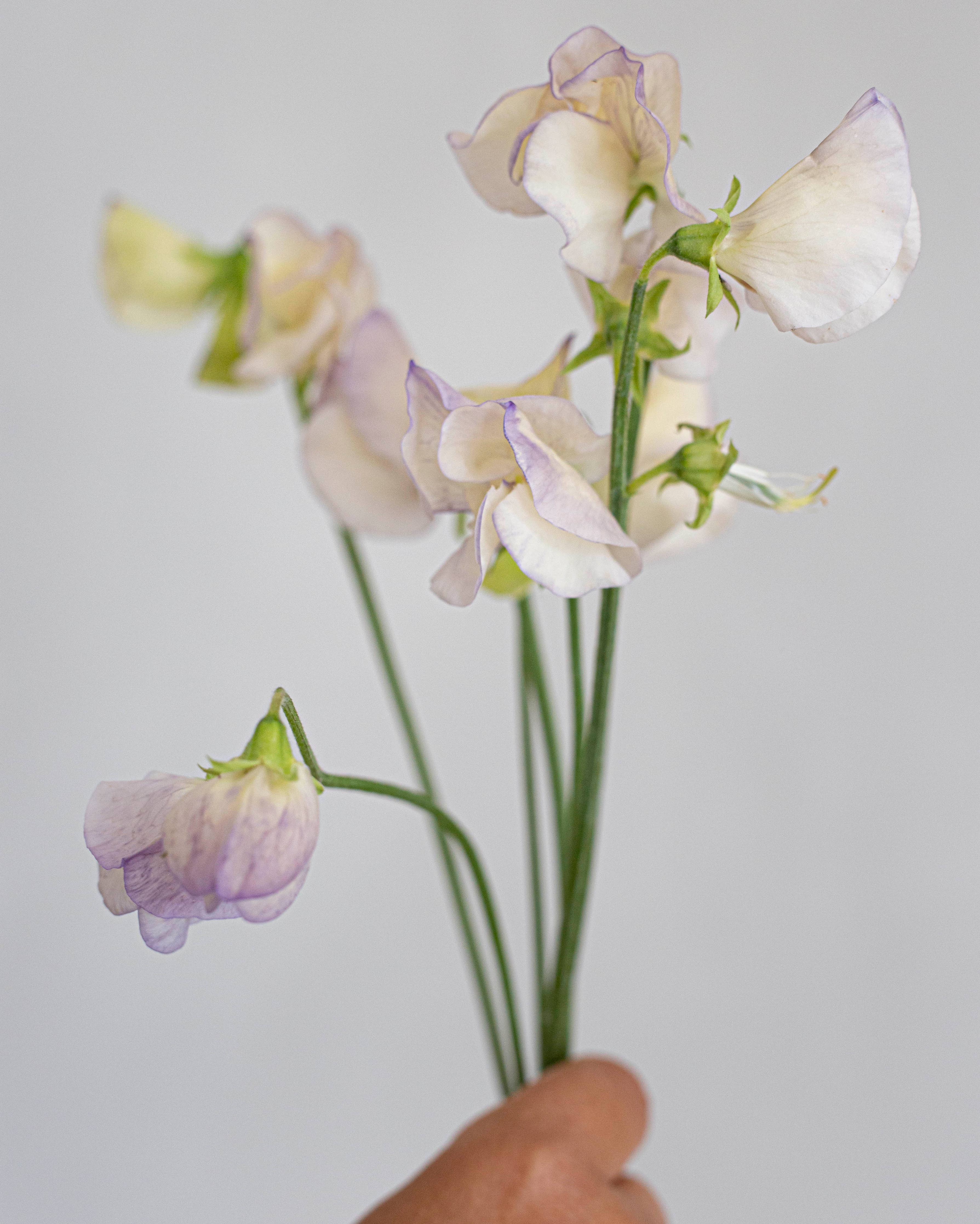 Duftwicke 'Spencer Old Times'