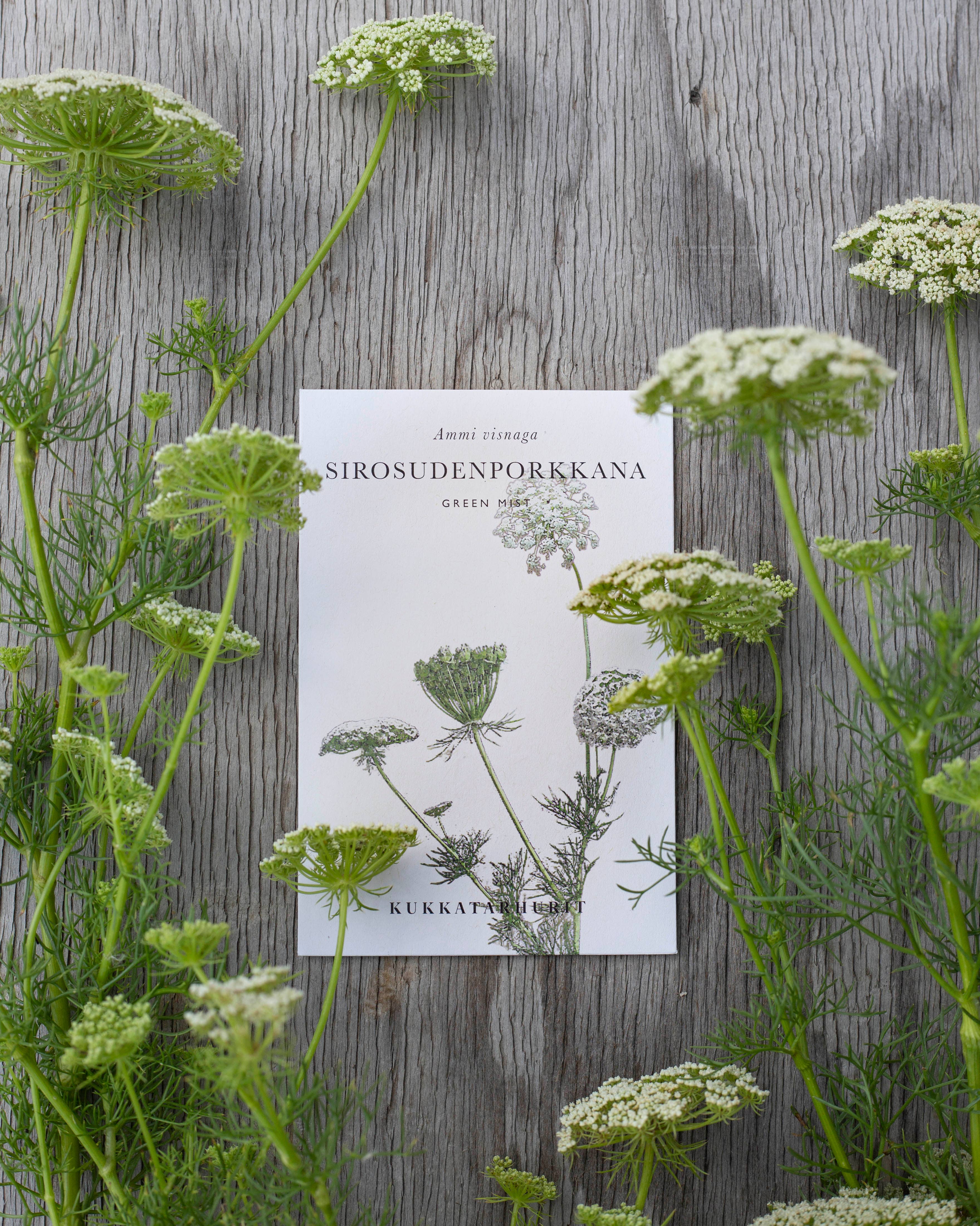 Sirosudenporkkana „Green Mist“ Ammi visnaga Samen – ca. 100 Stück
