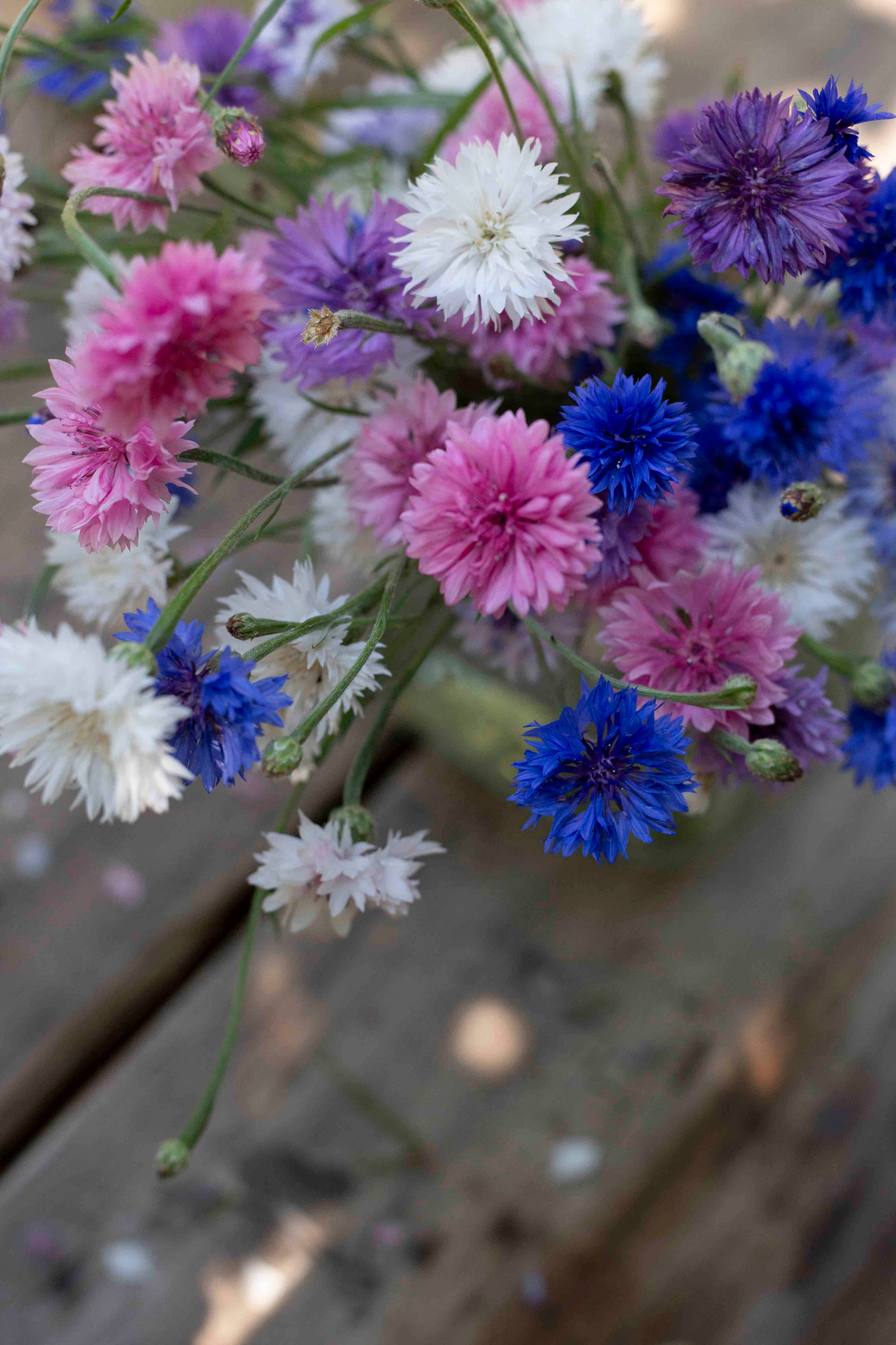 Ruiskaunokki 'Meadow Mix' – Kornblumen-Mischung