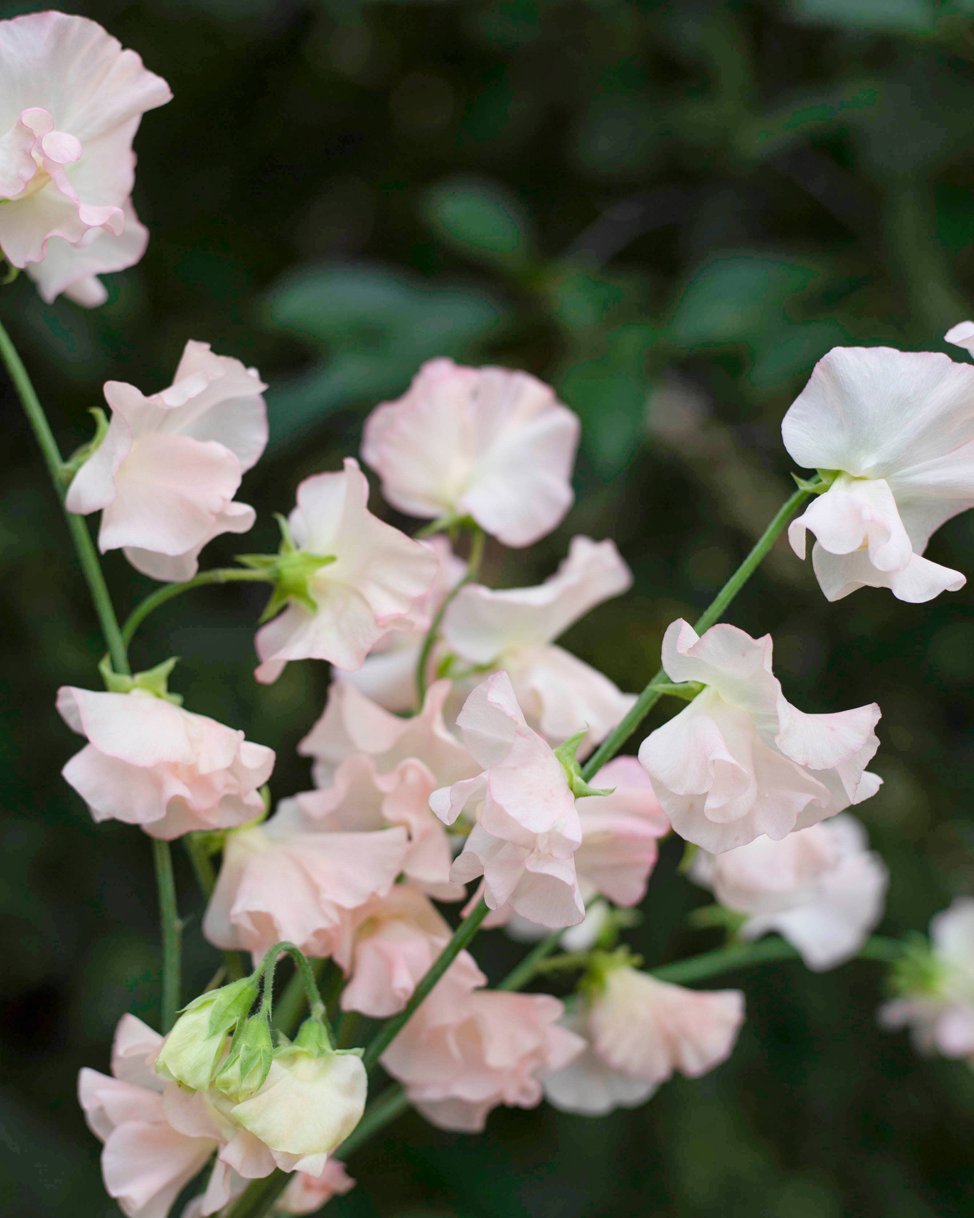 Duftwicke ‚Spring Sunshine Champagne‘