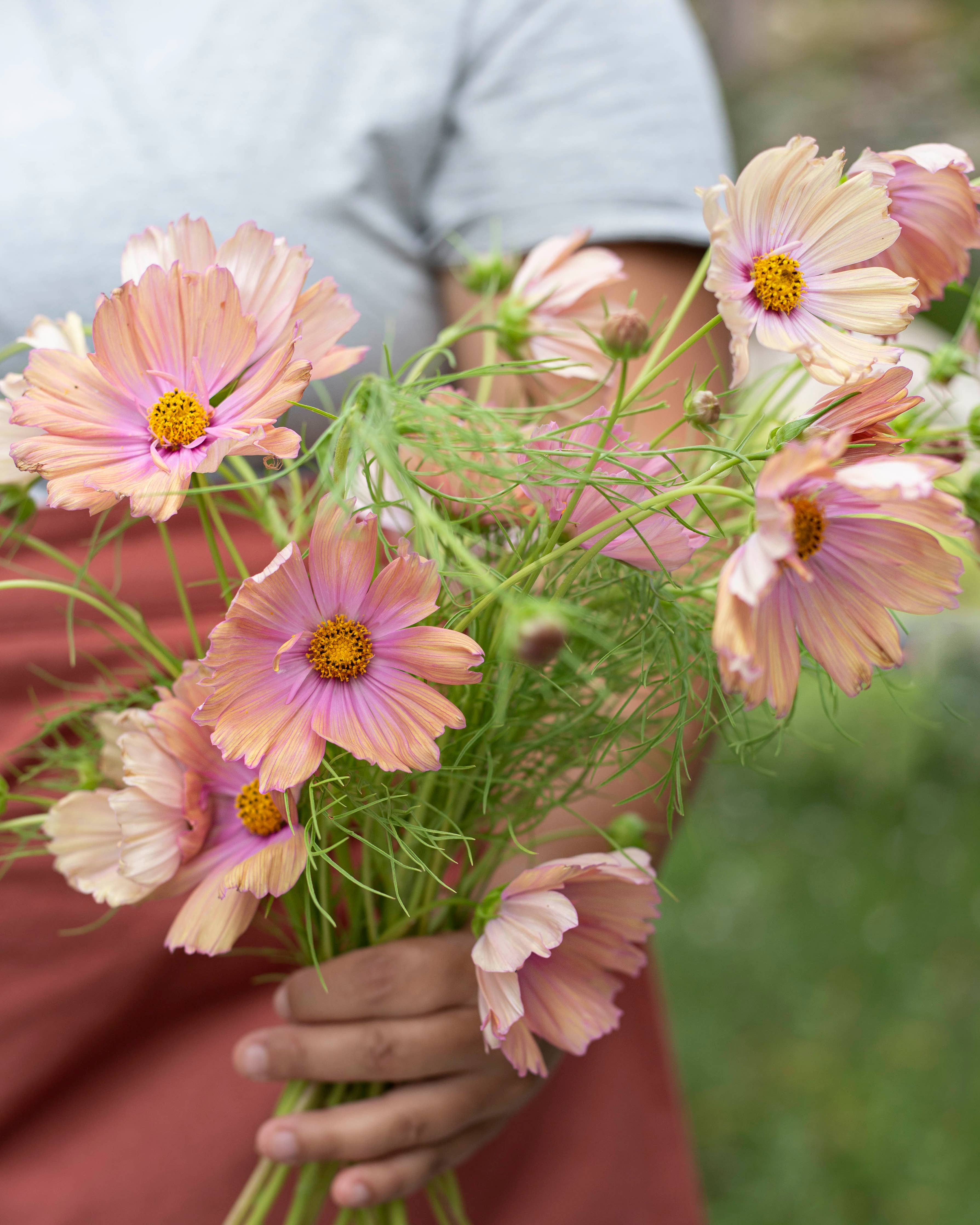Punakosmos 'Apricotta' – Cosmos bipinnatus, ca. 25 Samen