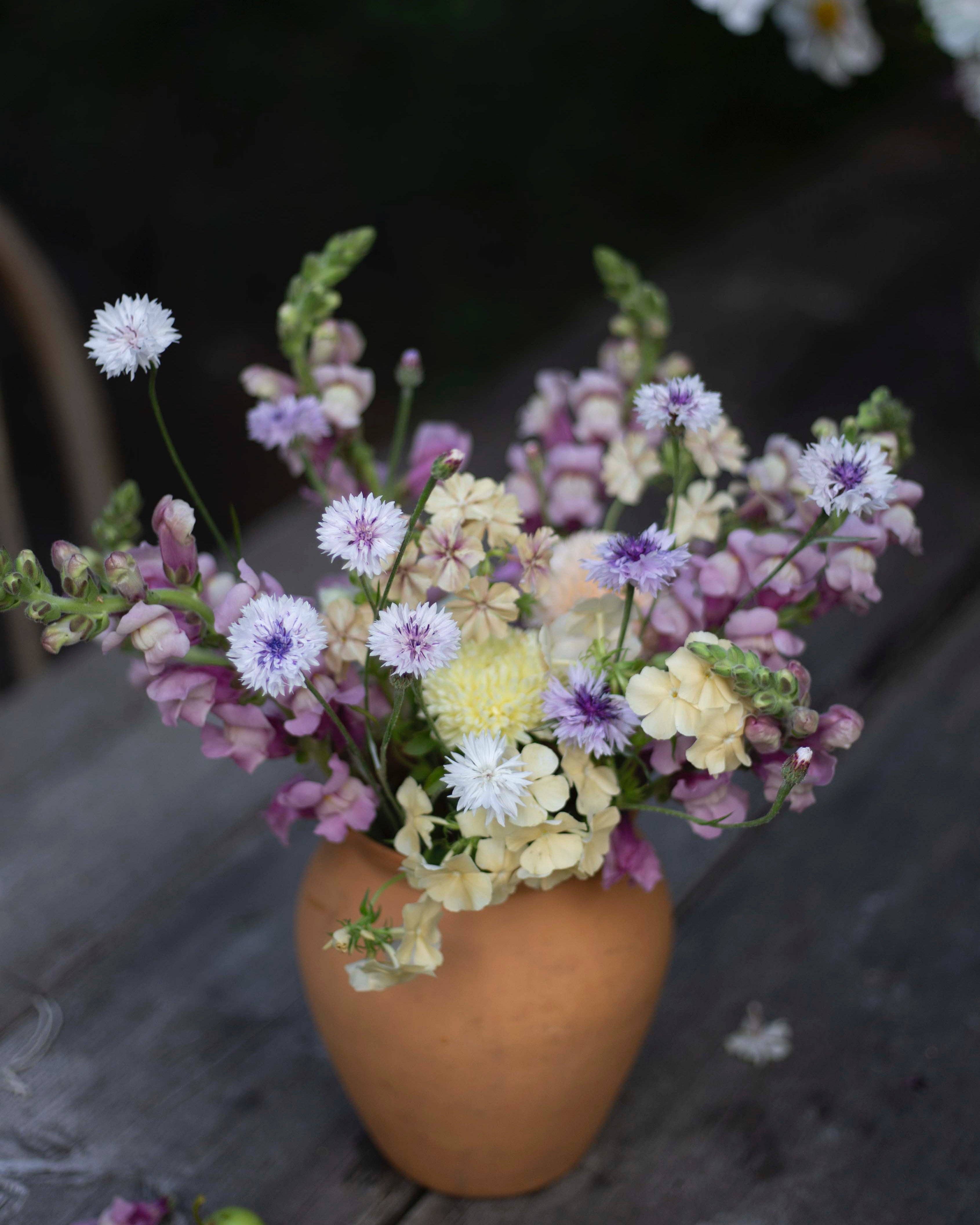 Leijonankita Potomac Lavendel