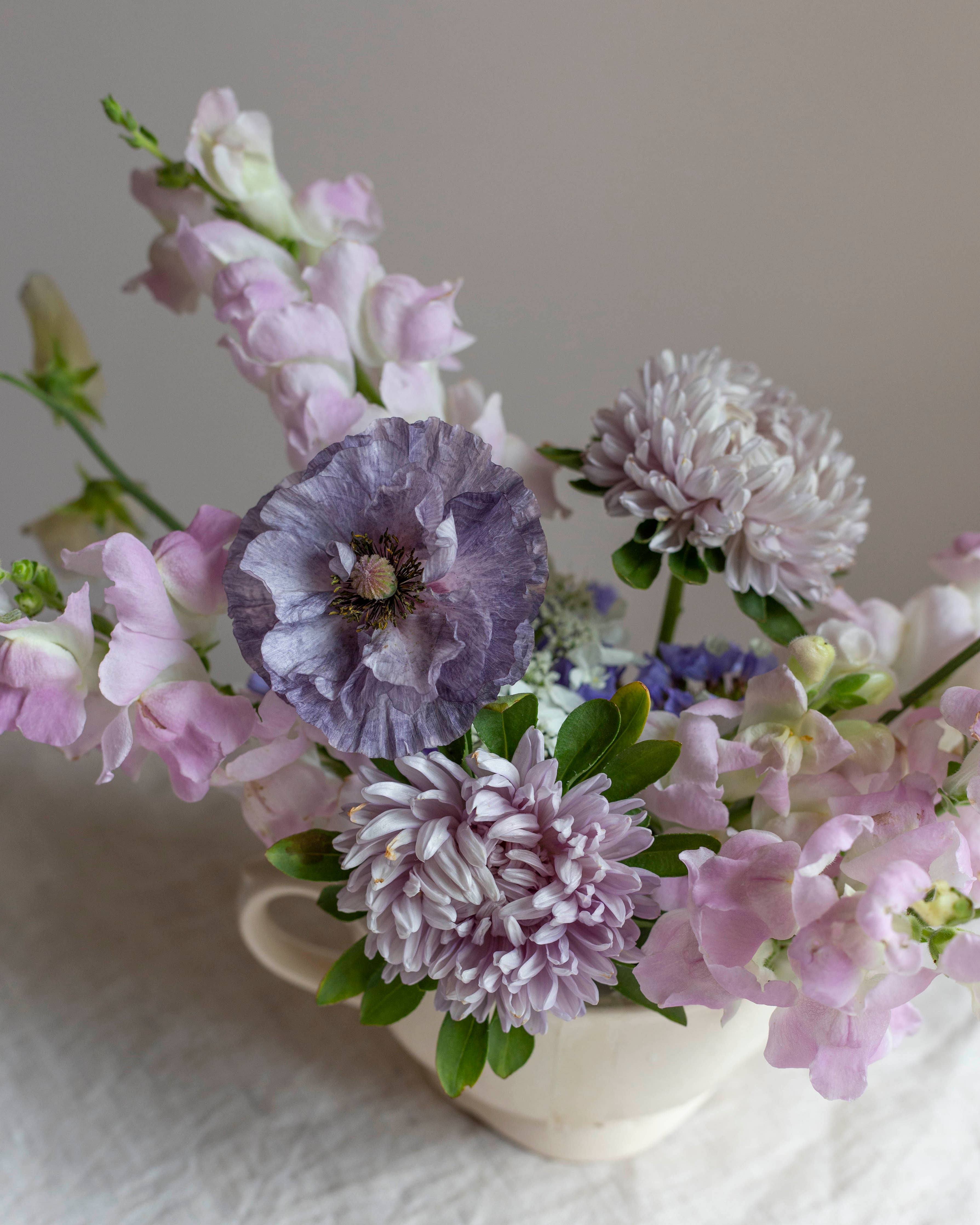 Chrysantheme Lady Coral® Lavender