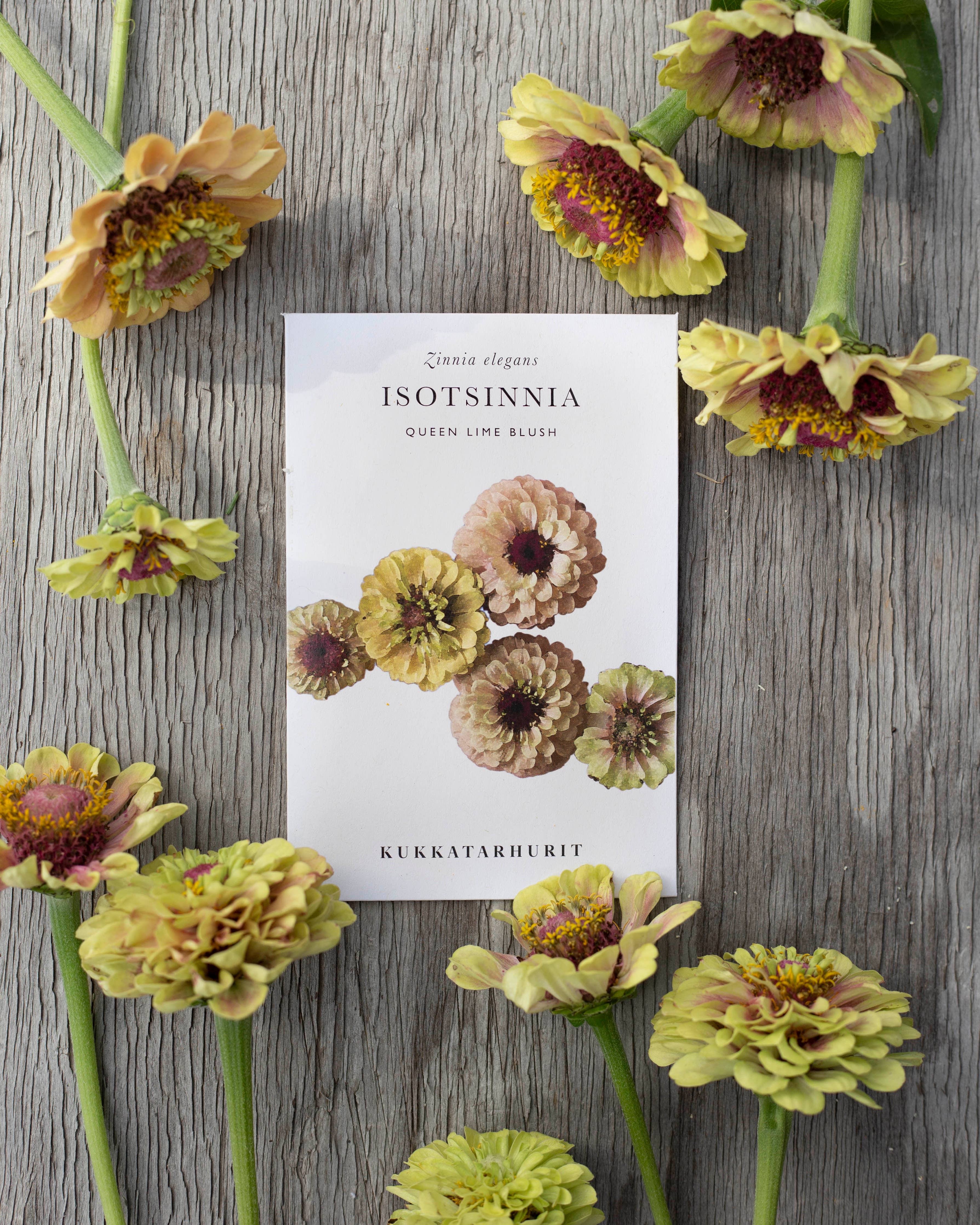 Isotsinnia Queen Lime Blush – Zinnia Elegans, ca. 20 Samen