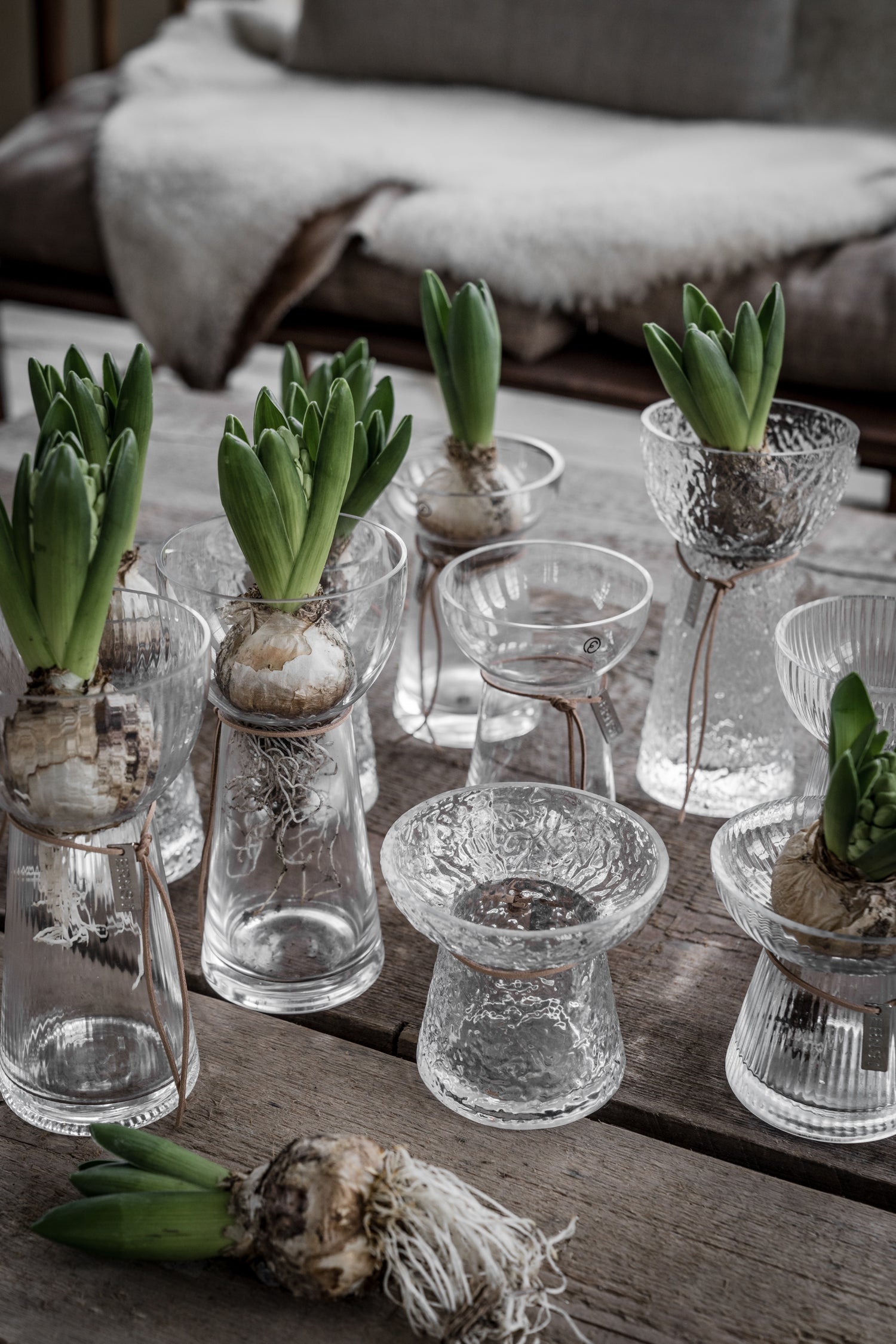 Hyazinthen Vasen verschiedene Ausführungen von ERNST