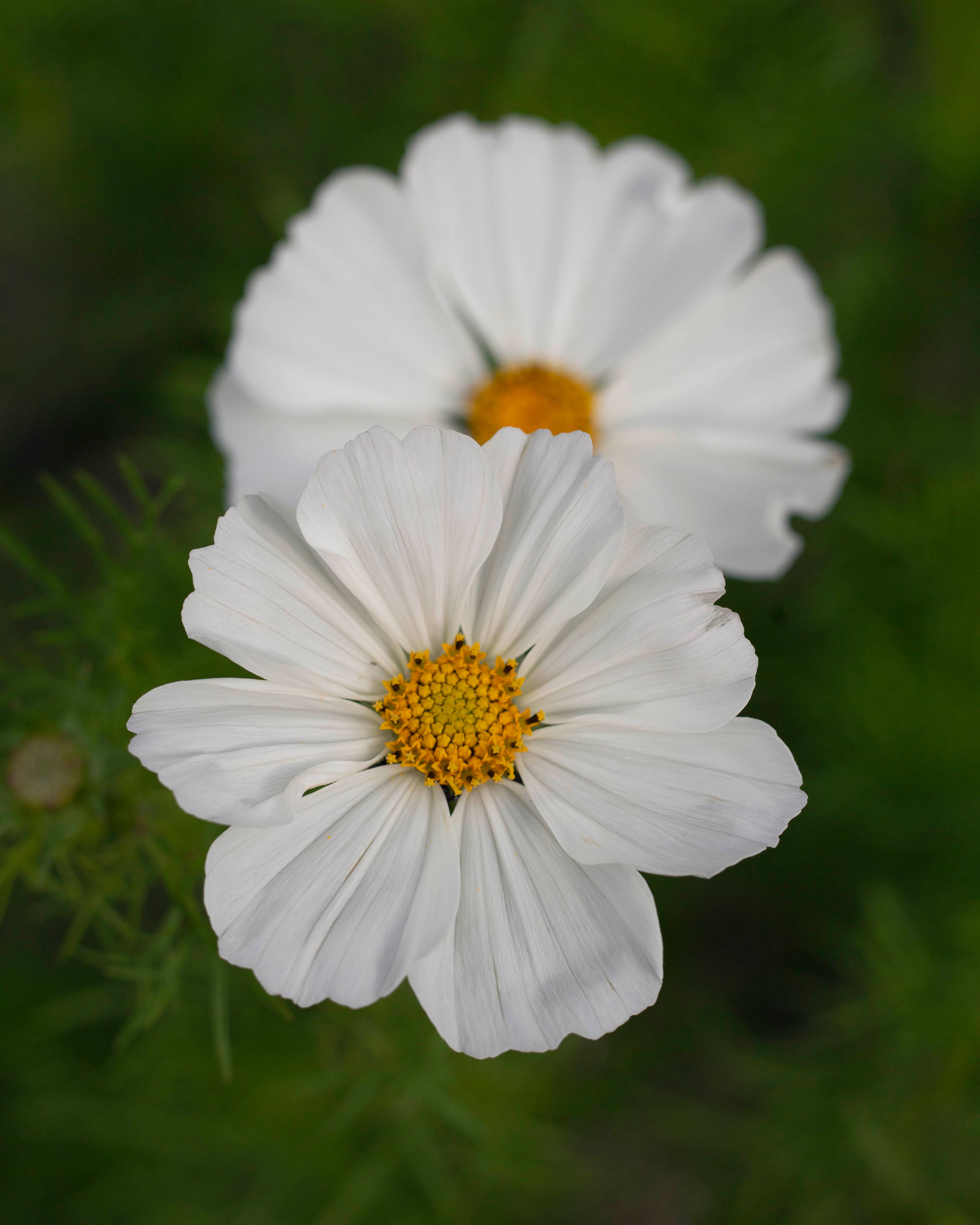 Punakosmos Afternoon White