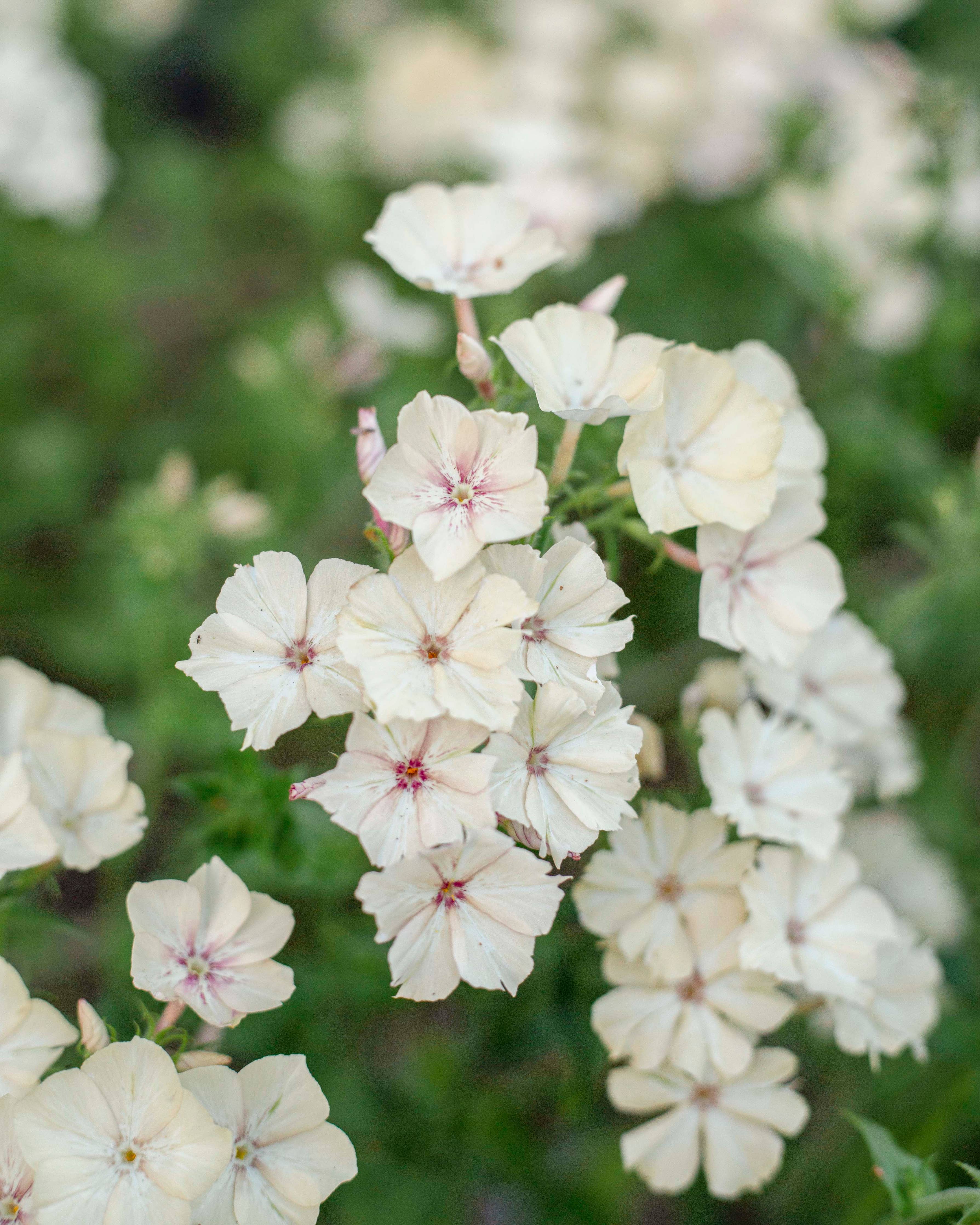 Kesäleimu 'Creme Brulee' Phlox drummondii – ca. 40 Samen