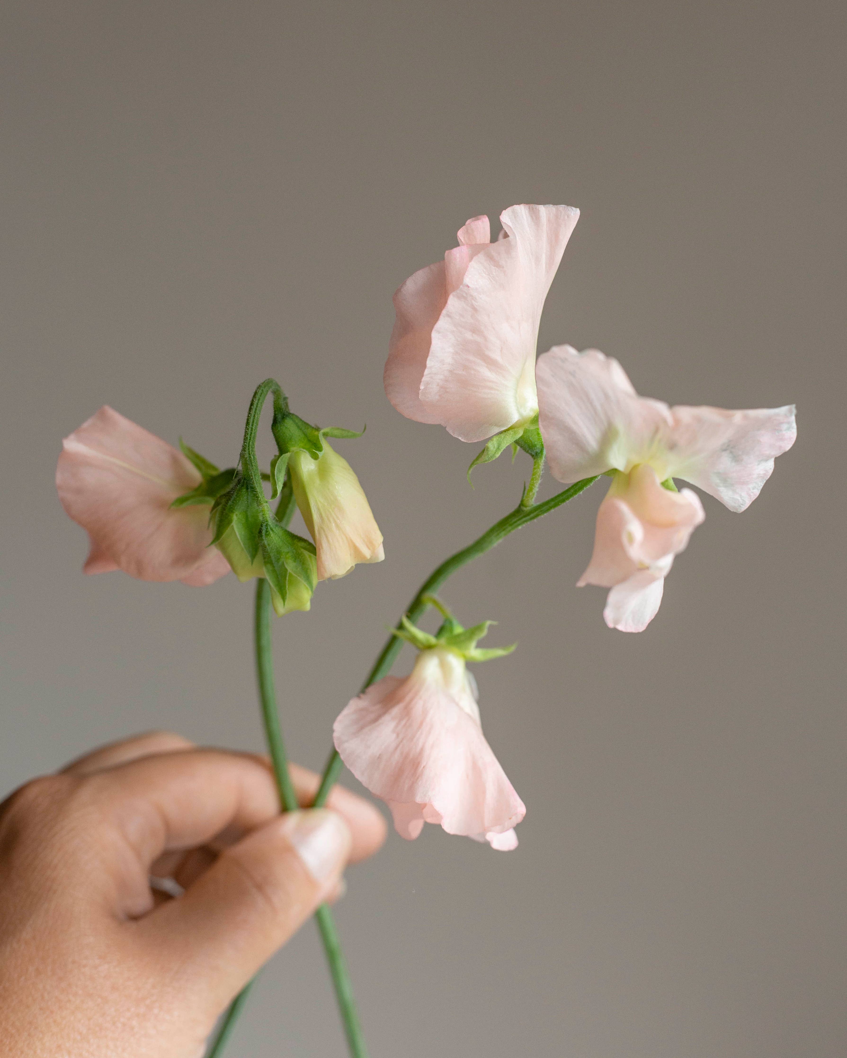 Duftwicke ‚Spring Sunshine Champagne‘