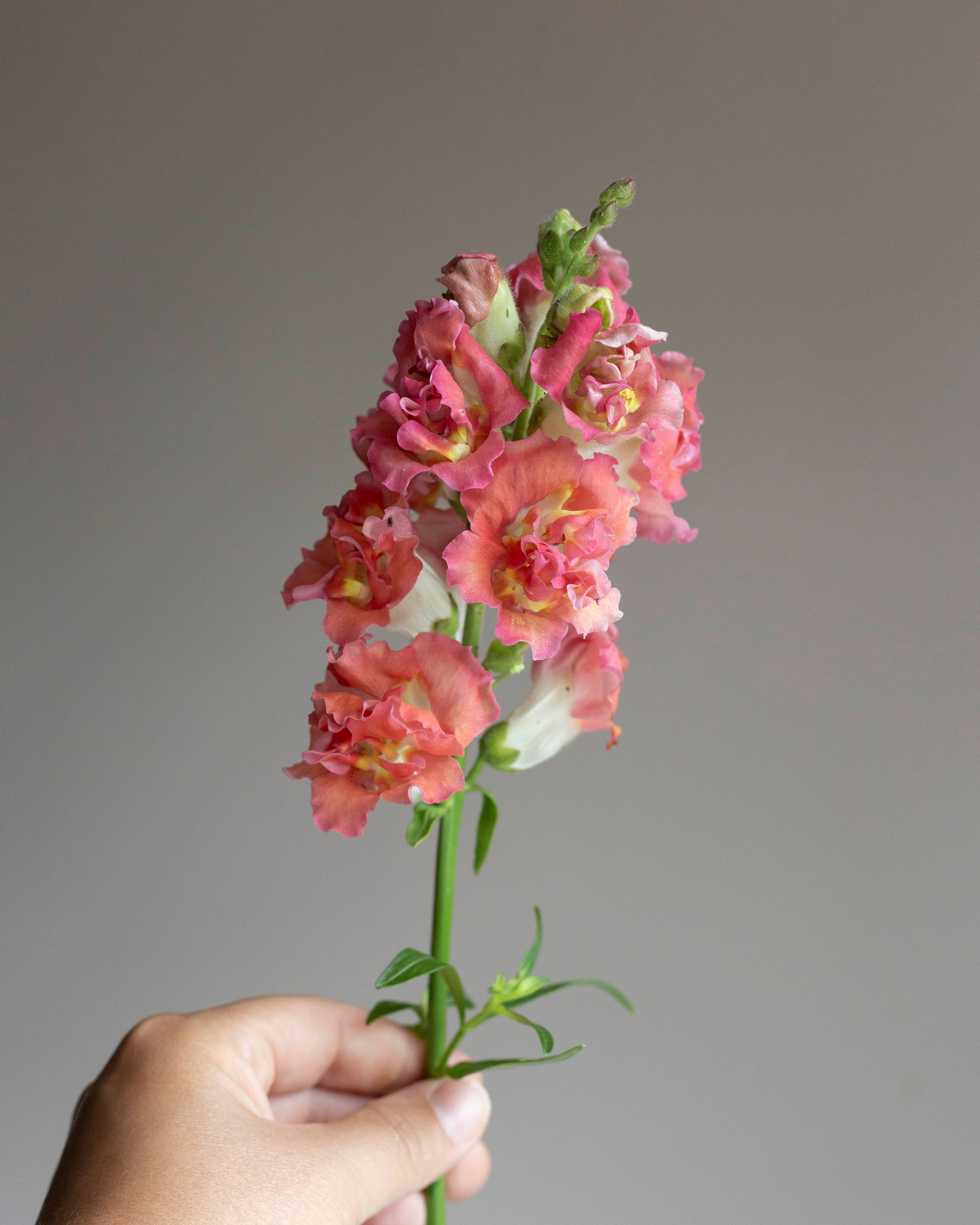 Leijonankita Madame Butterfly Bronze mit Weiß