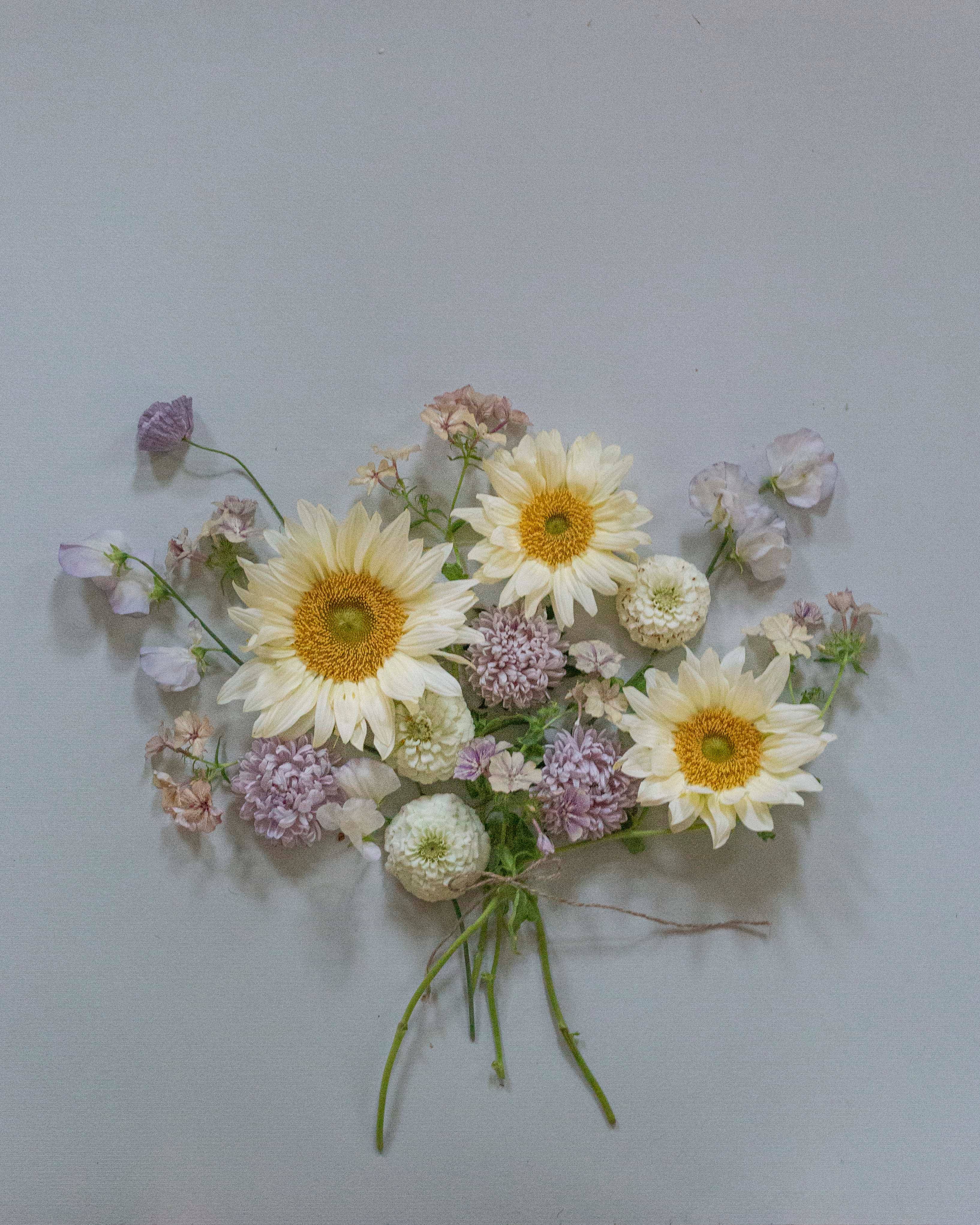 Duftwicke 'Spencer Old Times'