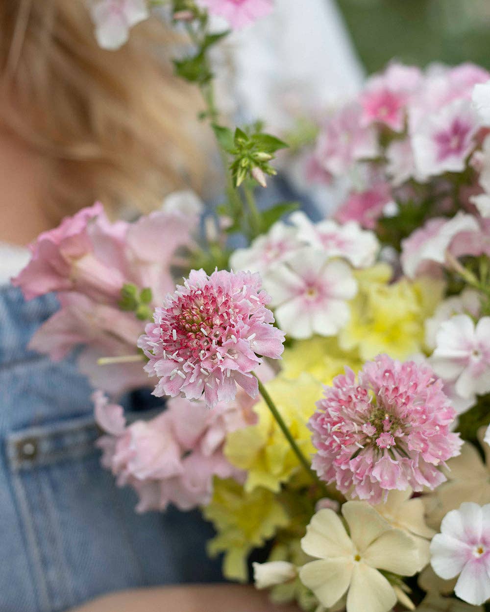 Koreatörmäkukka Salmon Queen