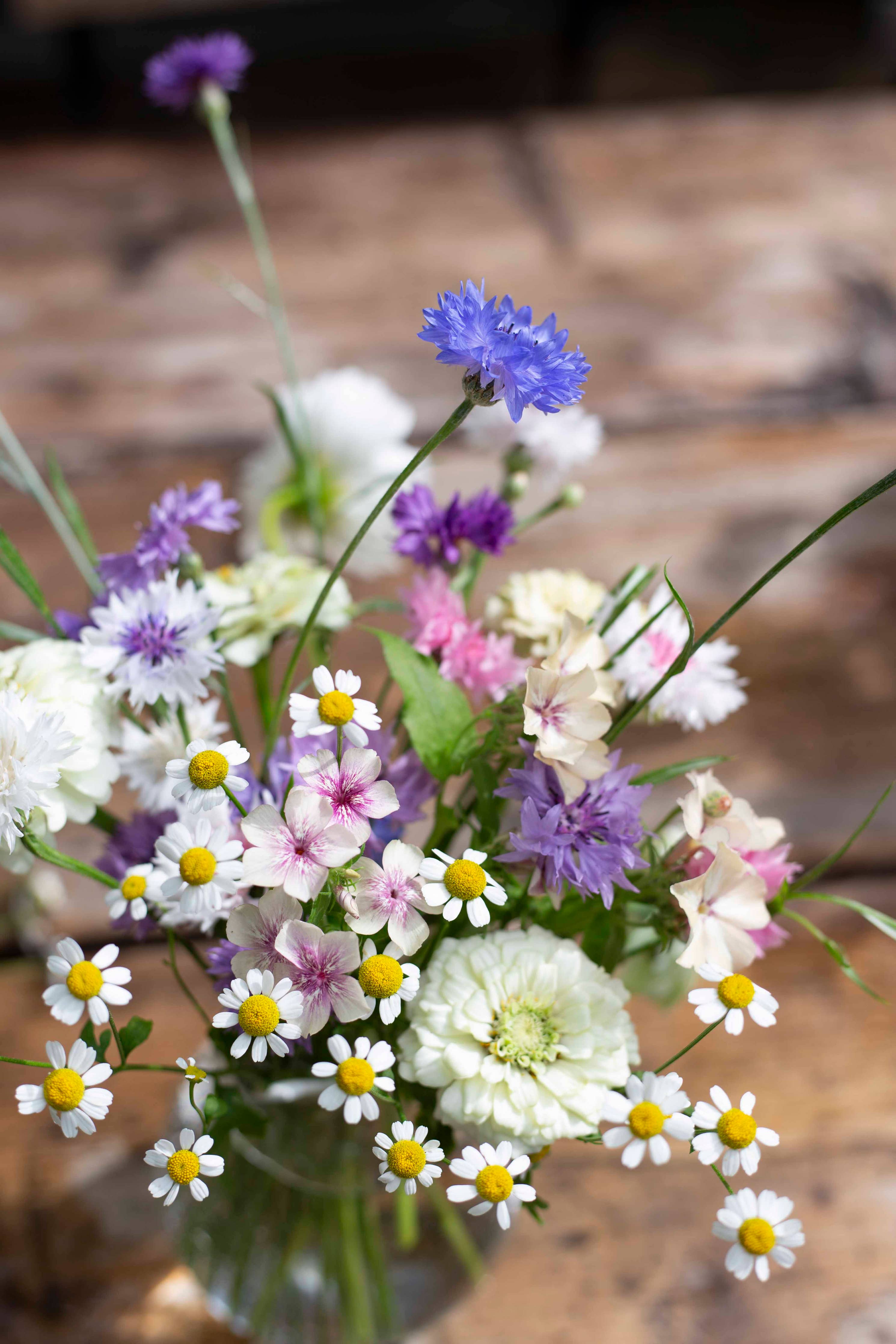 Ruiskaunokki 'Meadow Mix' – Kornblumen-Mischung