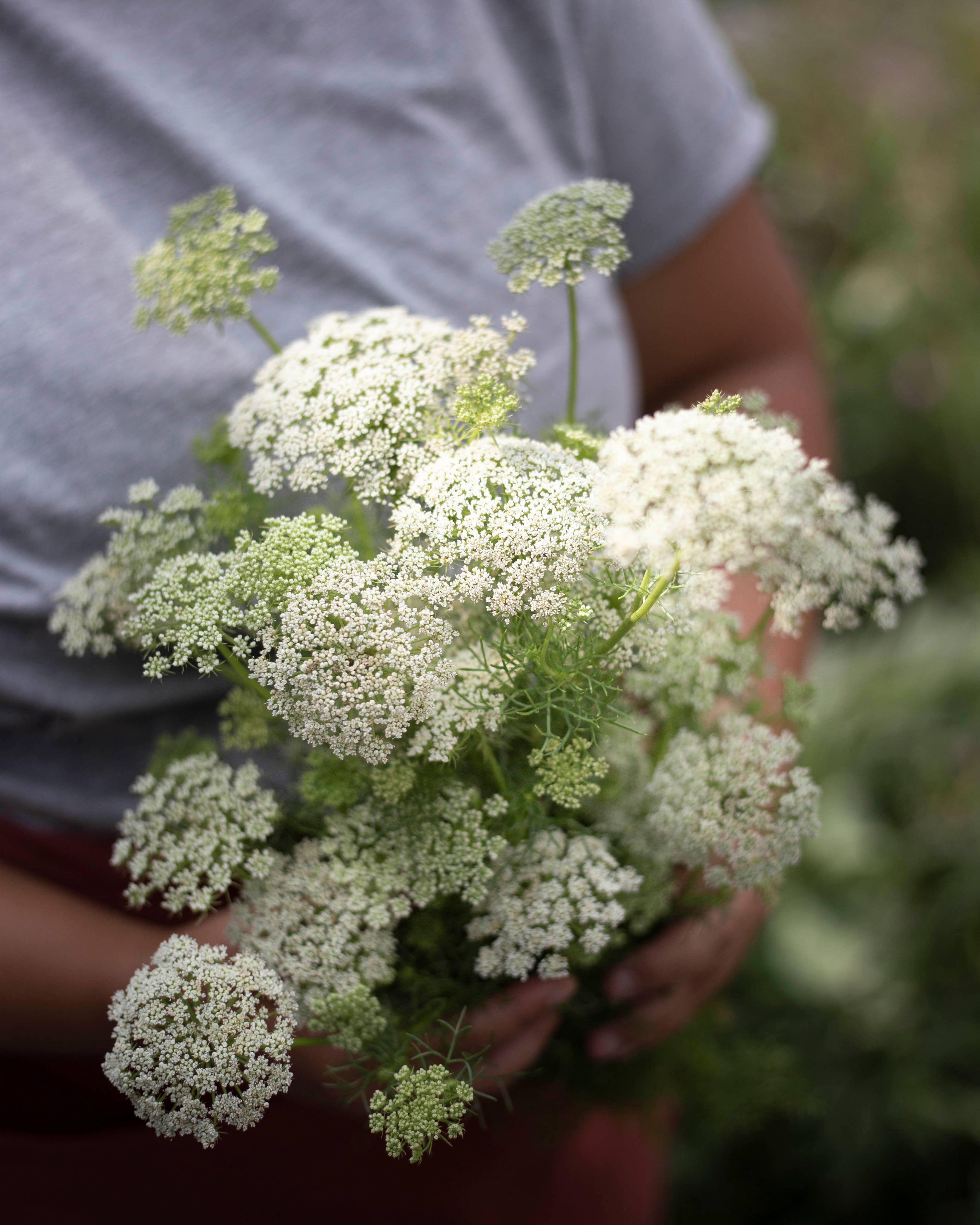 Sirosudenporkkana „Green Mist“ Ammi visnaga Samen – ca. 100 Stück