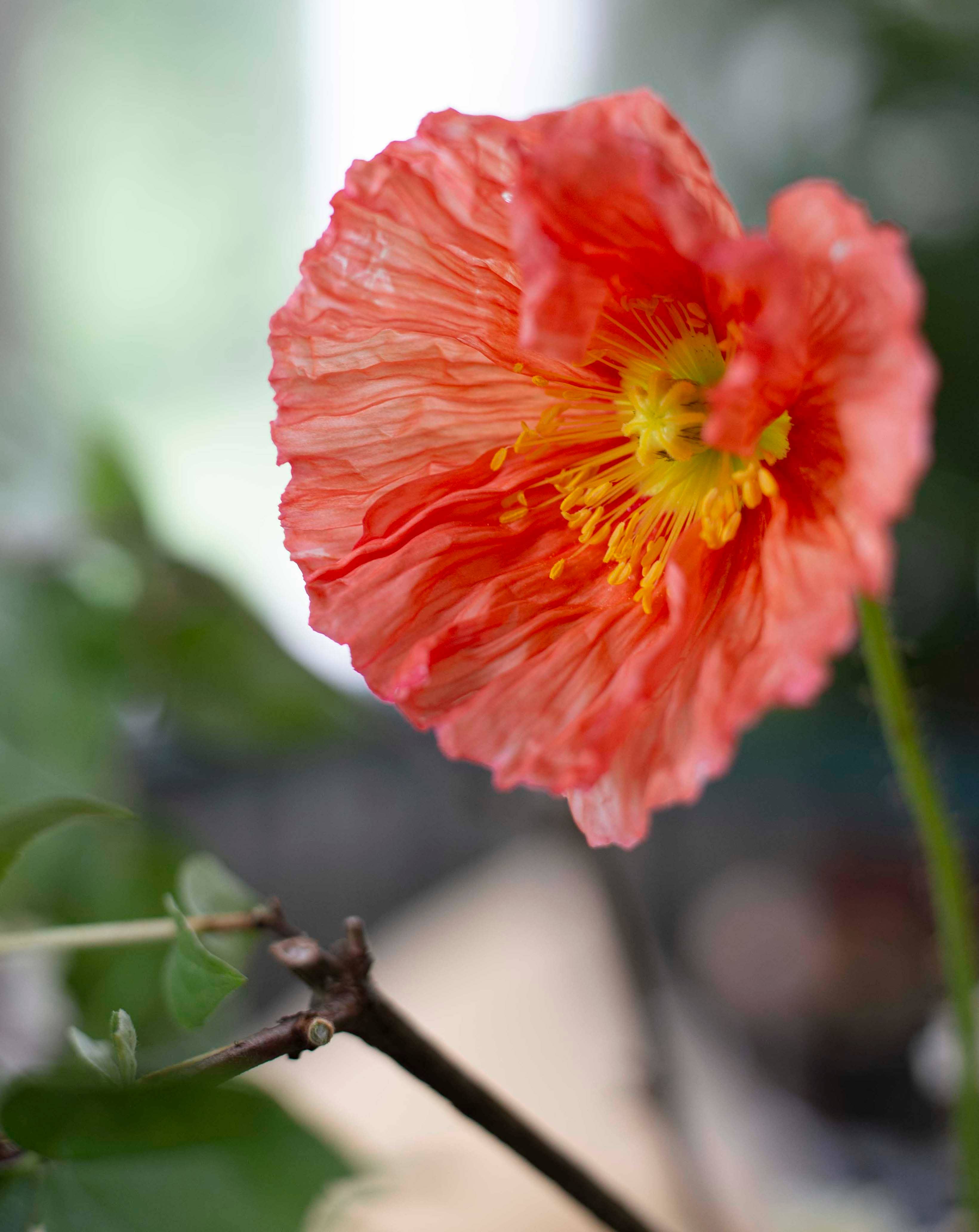 Siperianunikko Colibri® Ballerina Dreams