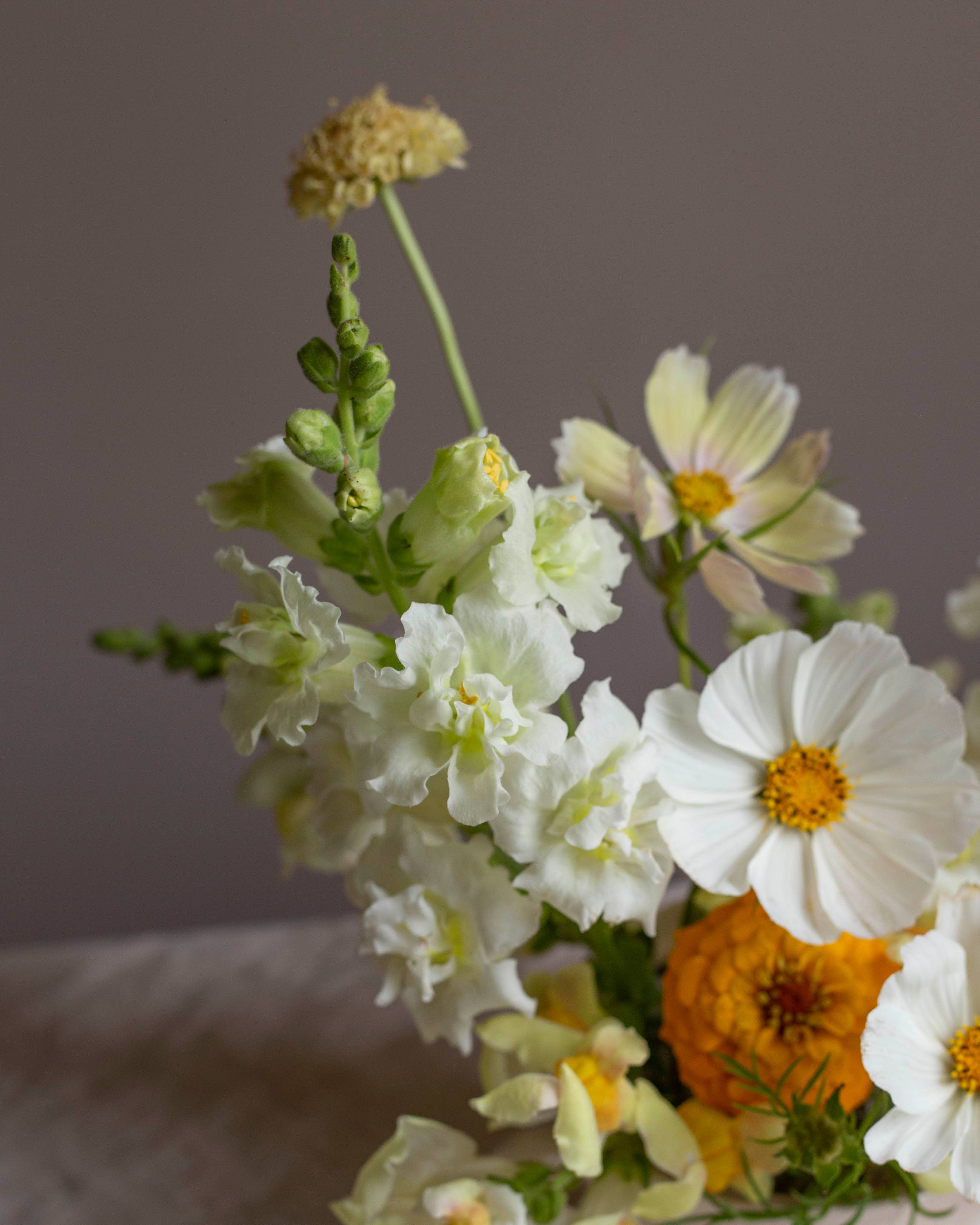 Leijonankita Madame Butterfly Elfenbein