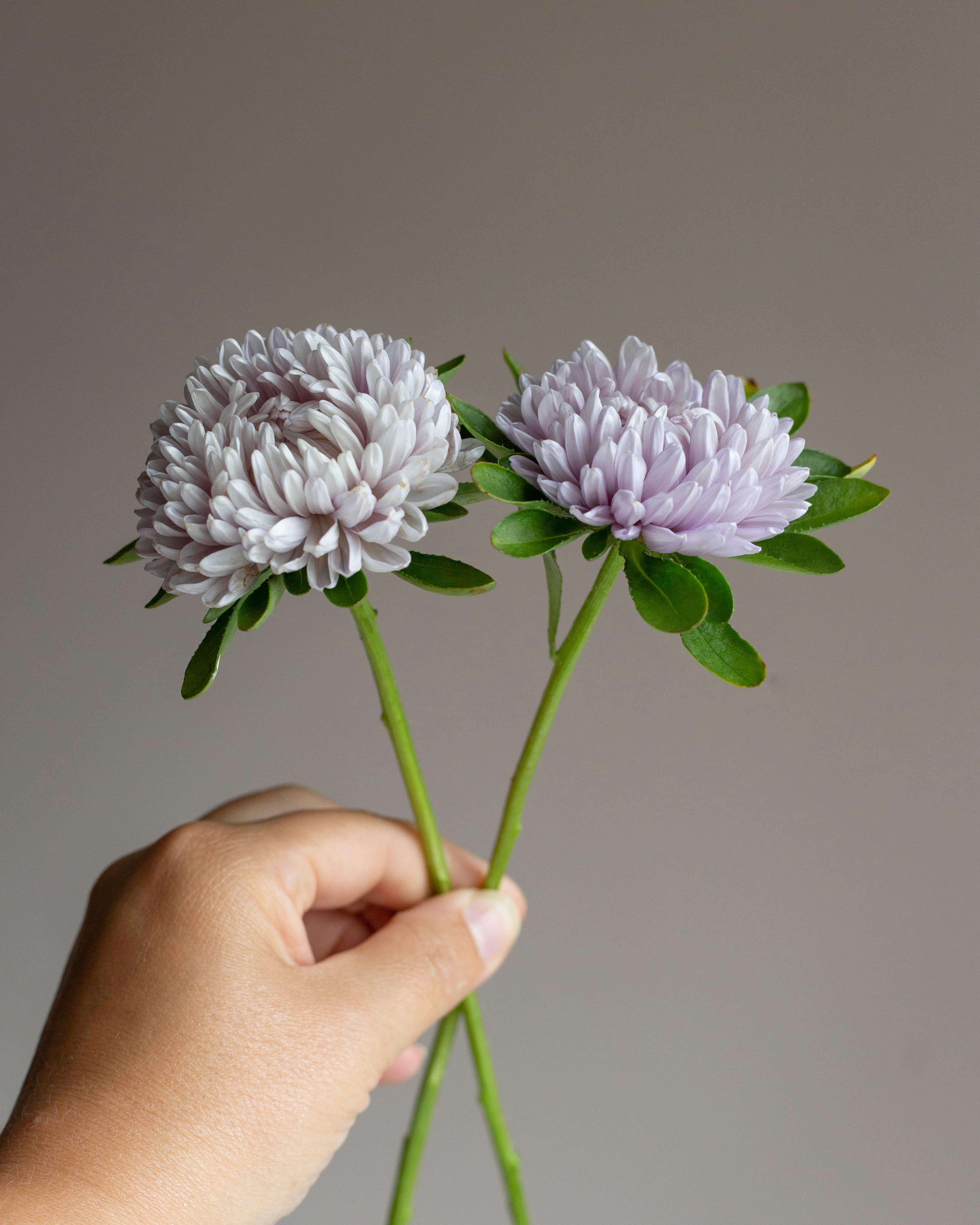 Chrysantheme Lady Coral® Lavender