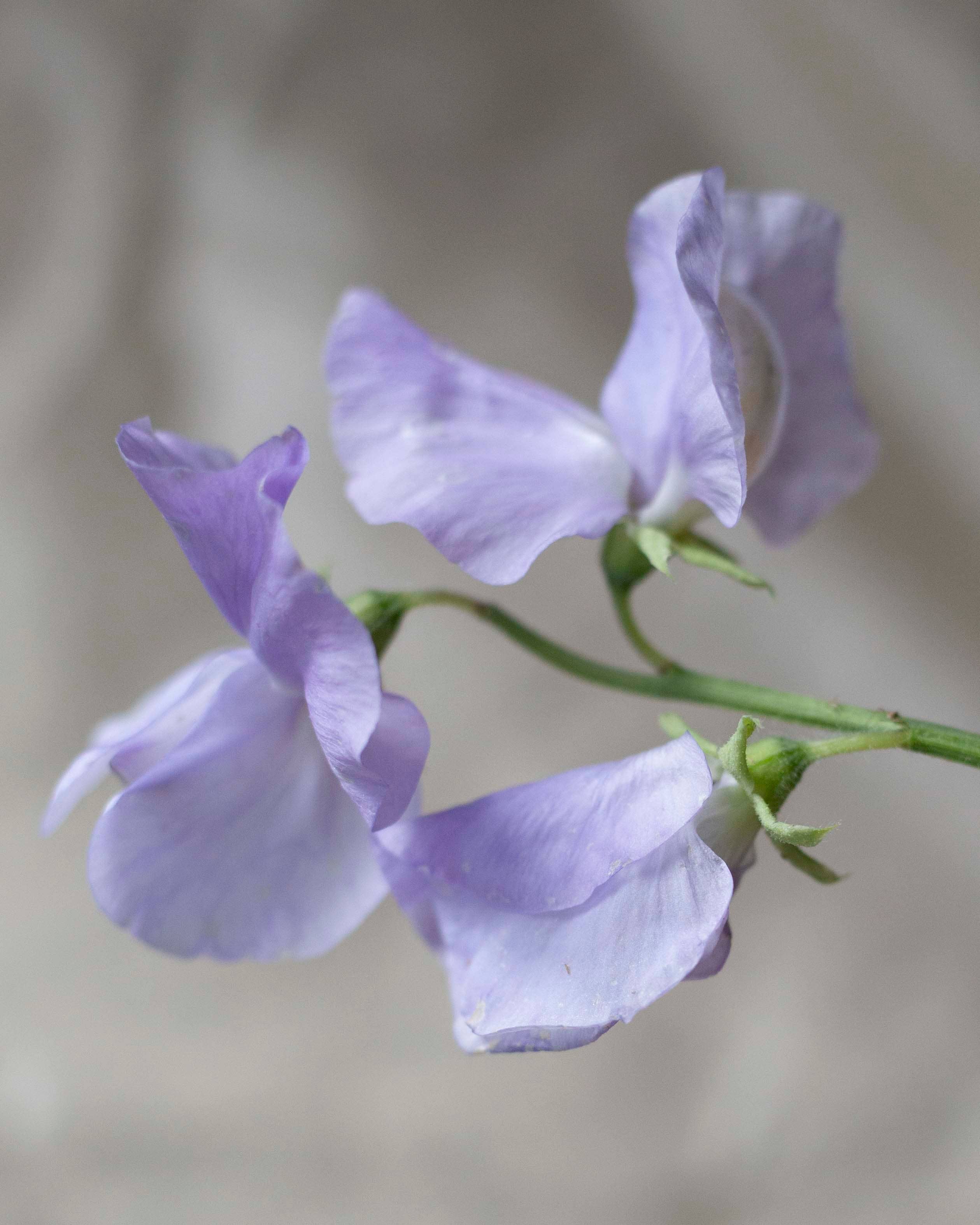 Duftwicke 'Spring Sunshine Blue'