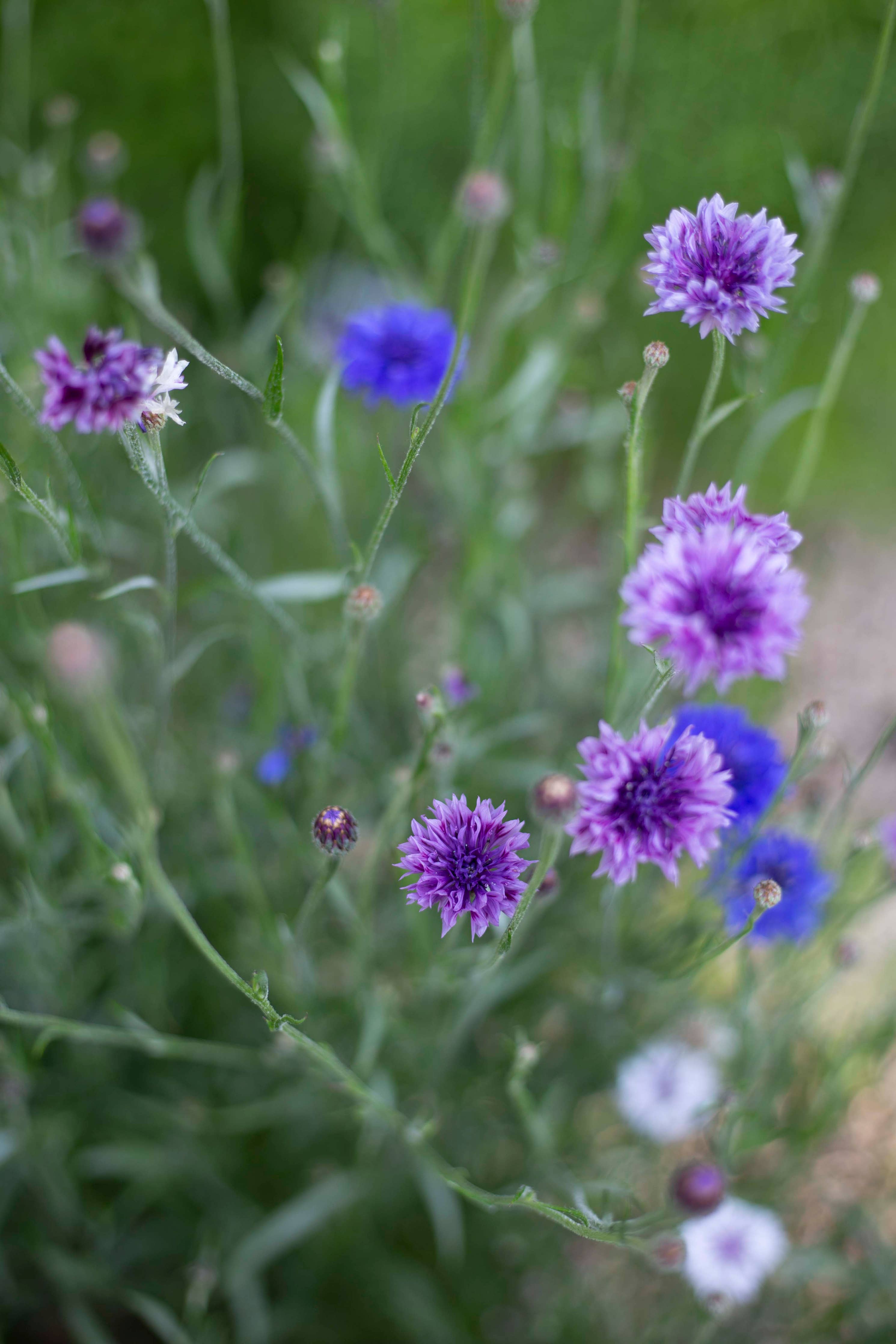 Ruiskaunokki Classic Magic - Kornblume