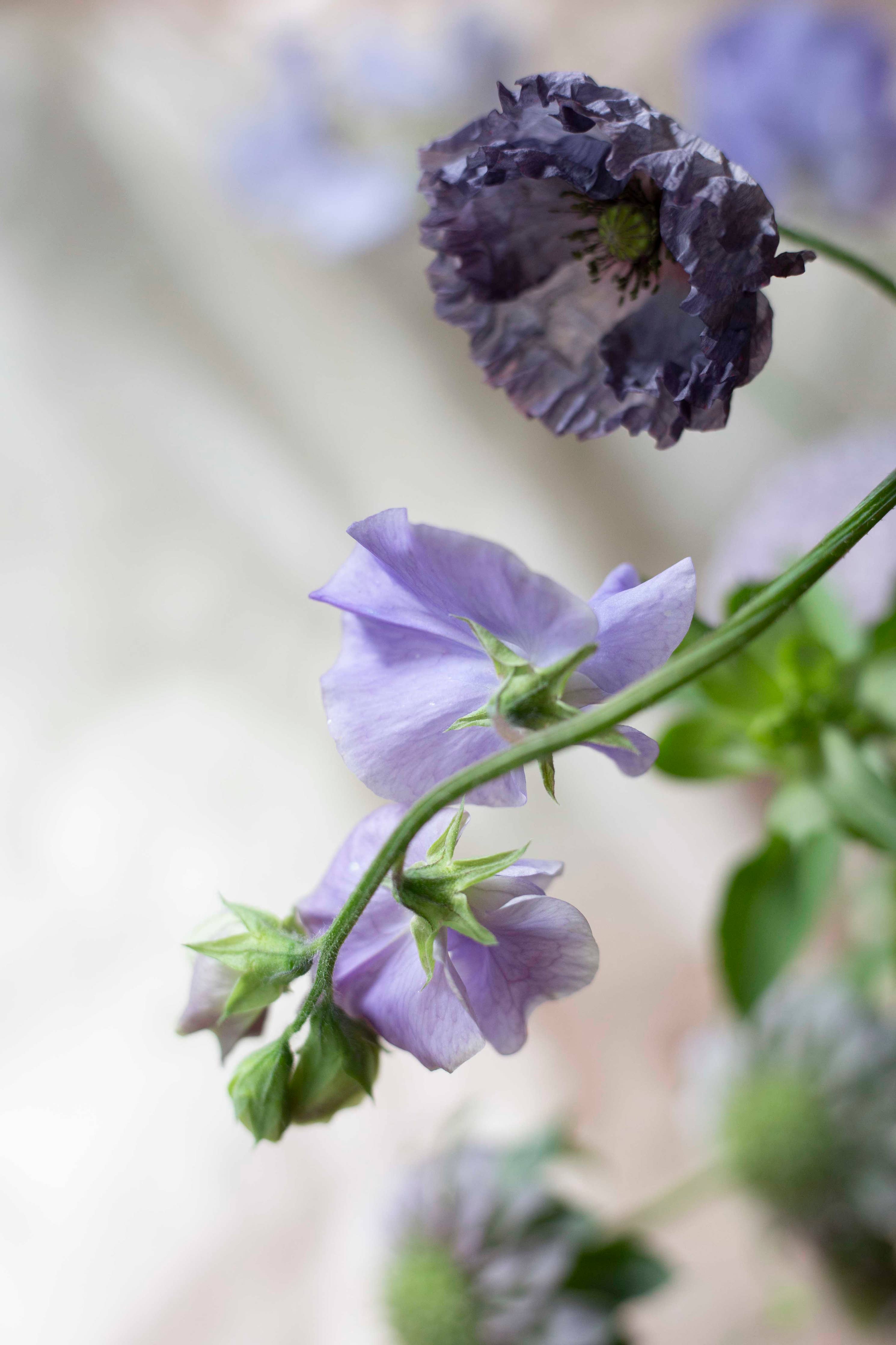 Duftwicke 'Spring Sunshine Blue'