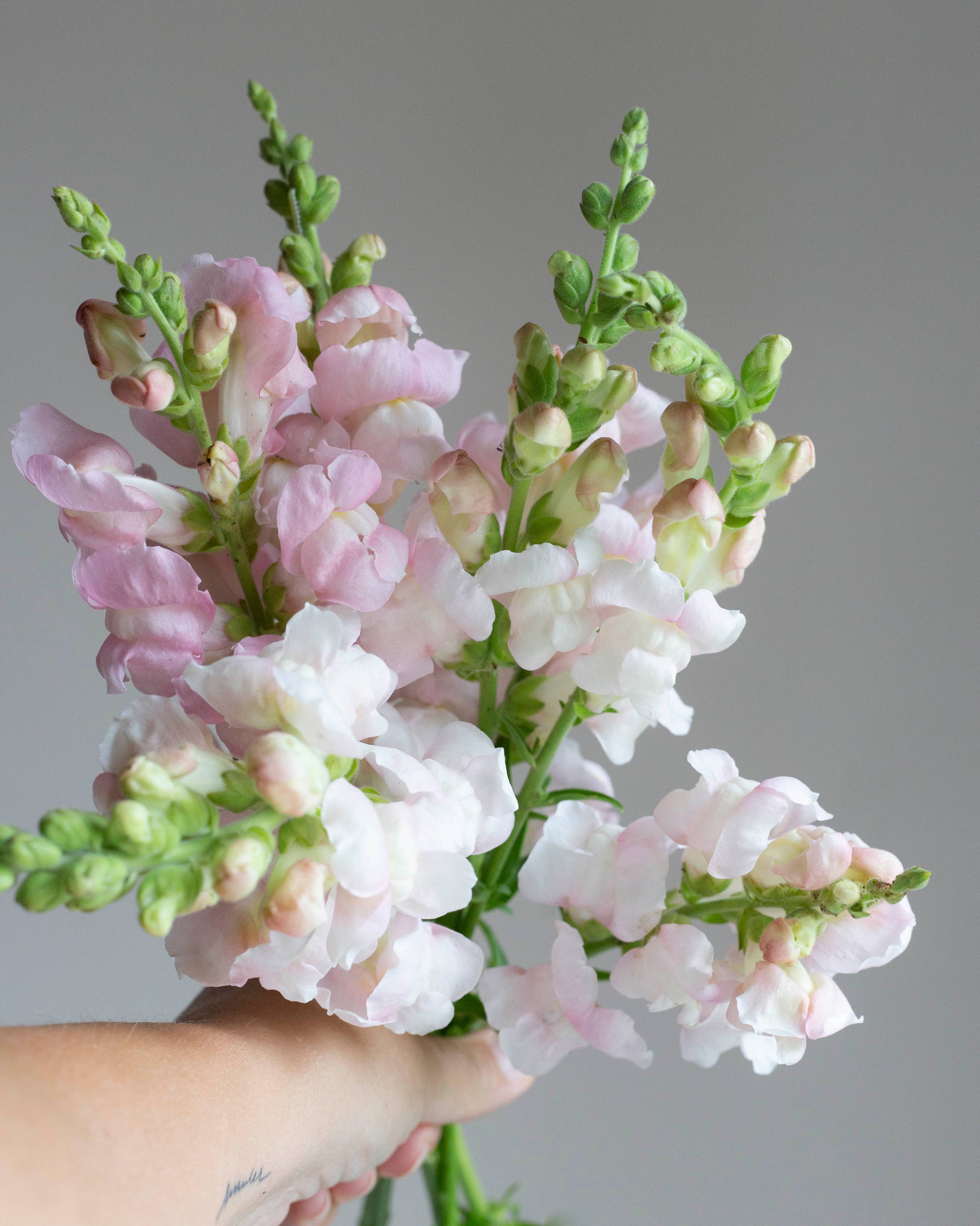 Leijonankita Costa Silber