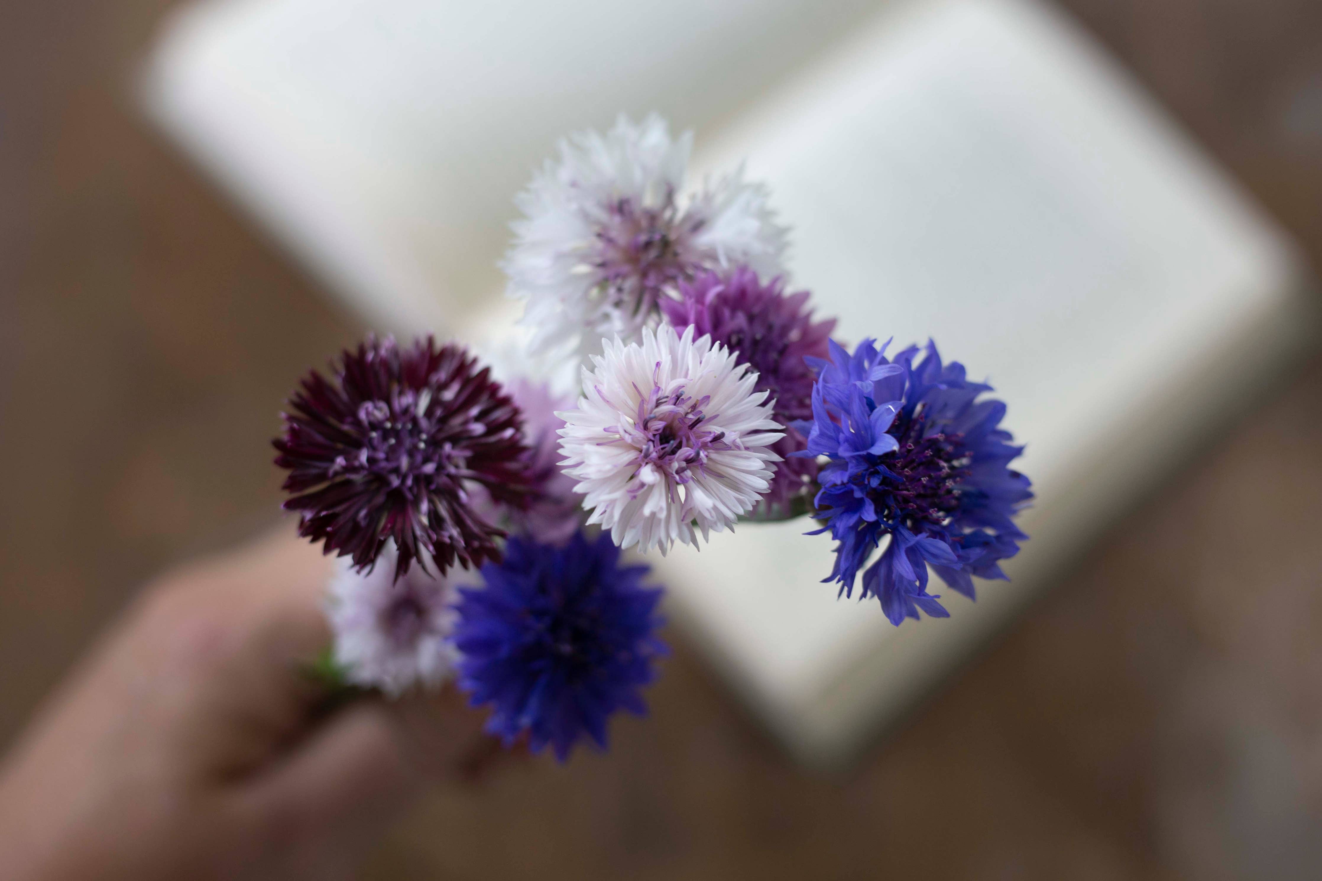 Ruiskaunokki Classic Magic - Kornblume