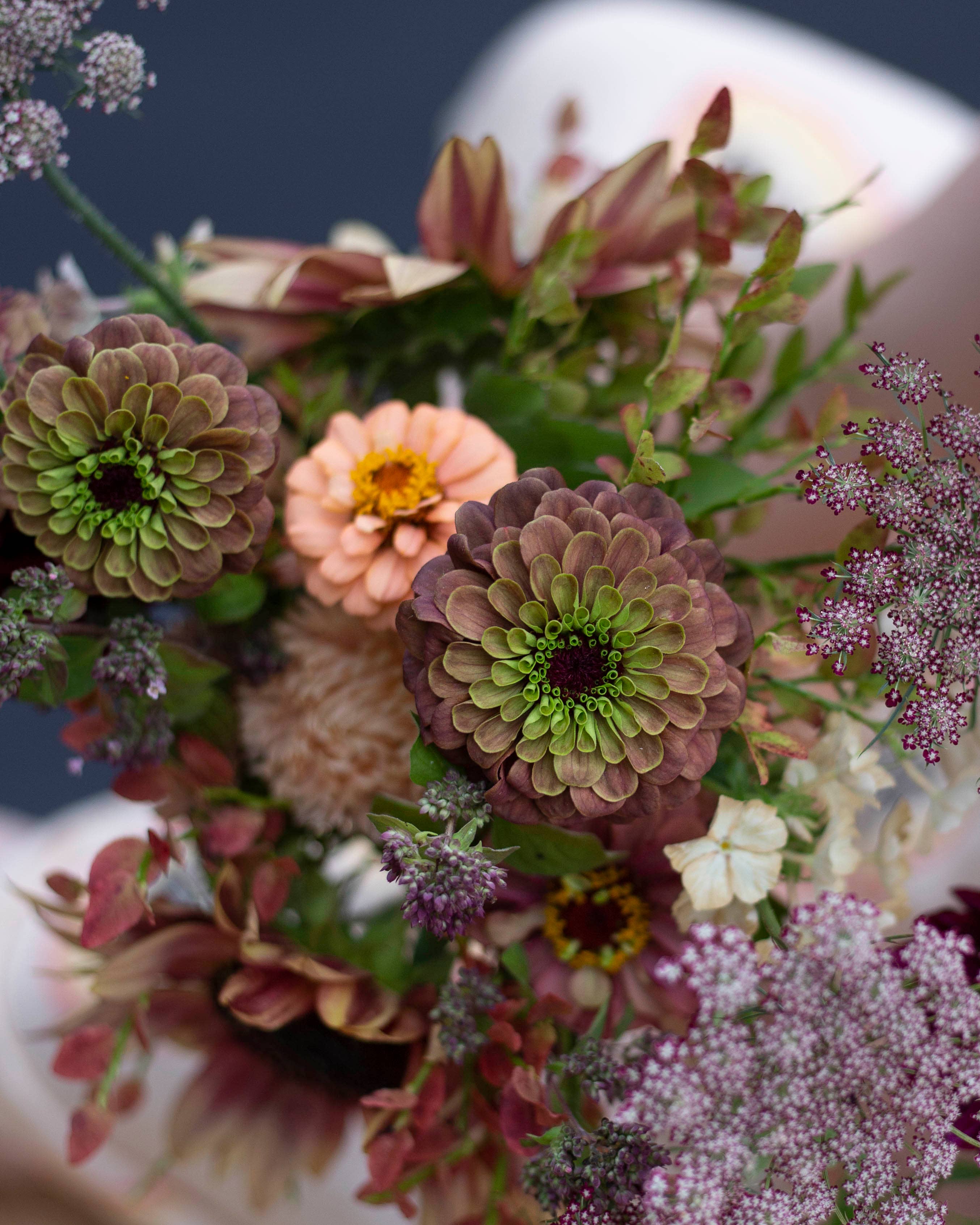 Isotsinnia 'Queen Red Lime' Zinnia Elegans, ca. 20 Samen