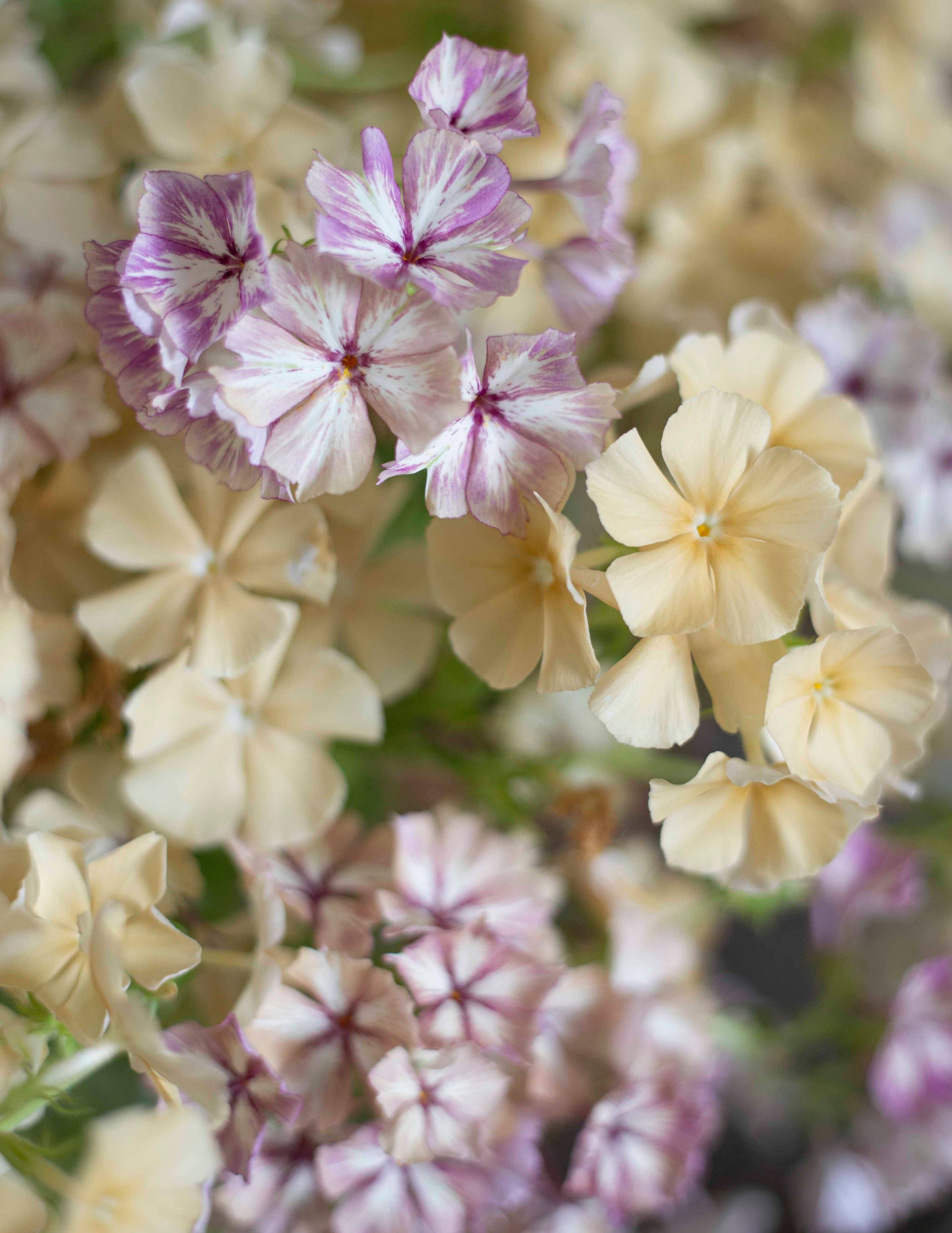 Kesäleimu 'Creme Brulee' Phlox drummondii – ca. 40 Samen