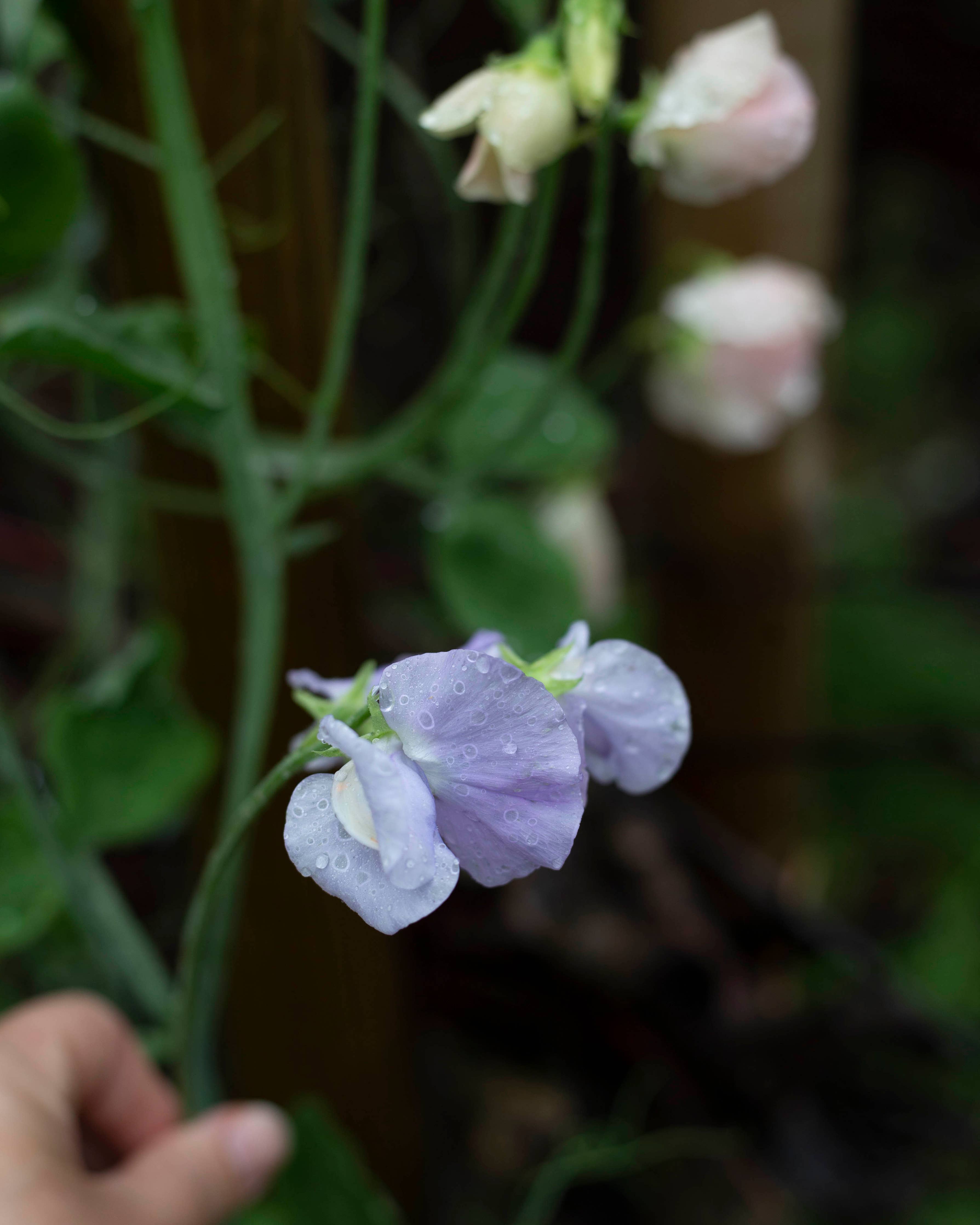 Duftwicke 'Spring Sunshine Blue'