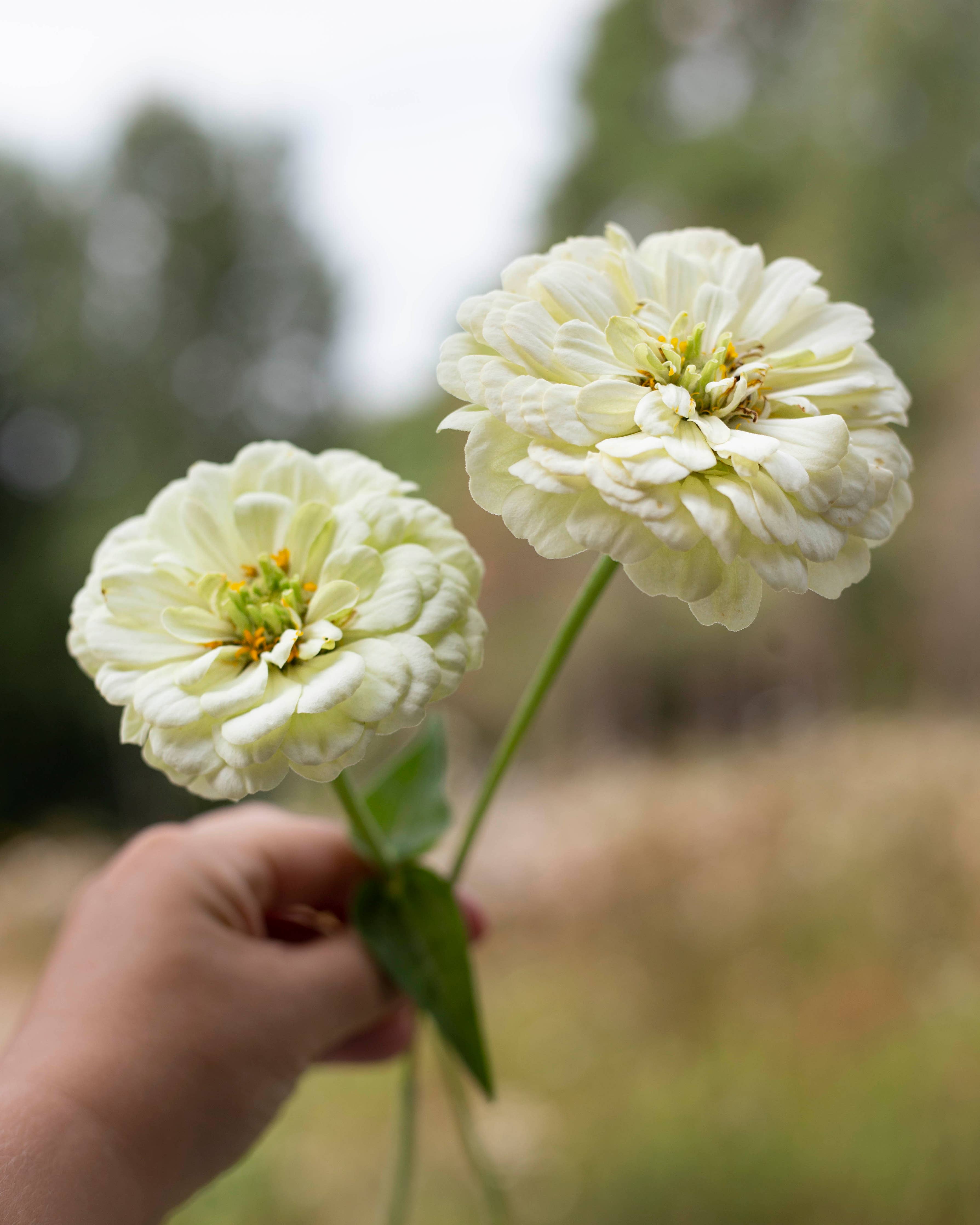 Isotsinnia 'Benary's Giant White' - Zinnia elegans, ca. 20 Samen