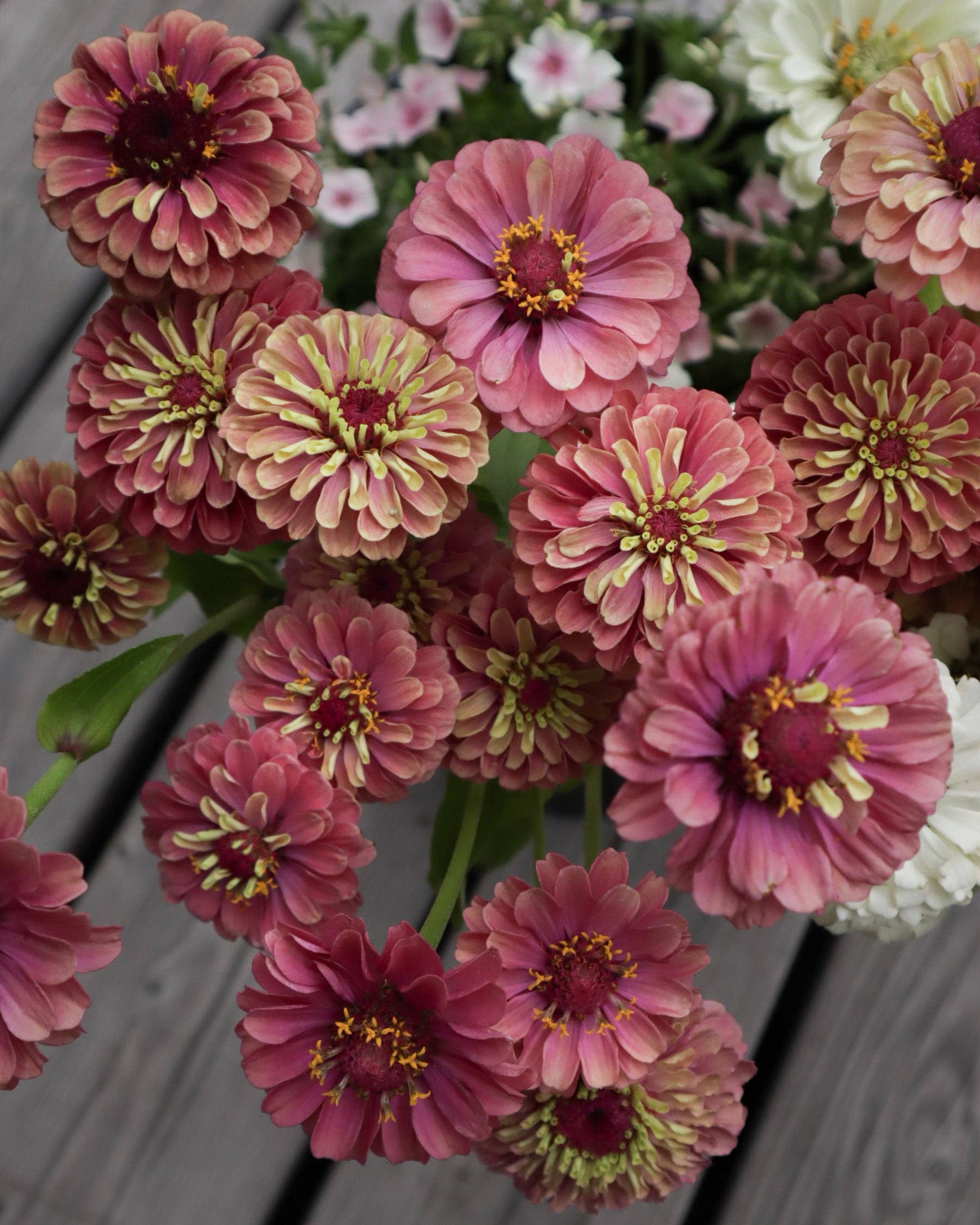 Isotsinnia 'Queen Red Lime' Zinnia Elegans, ca. 20 Samen