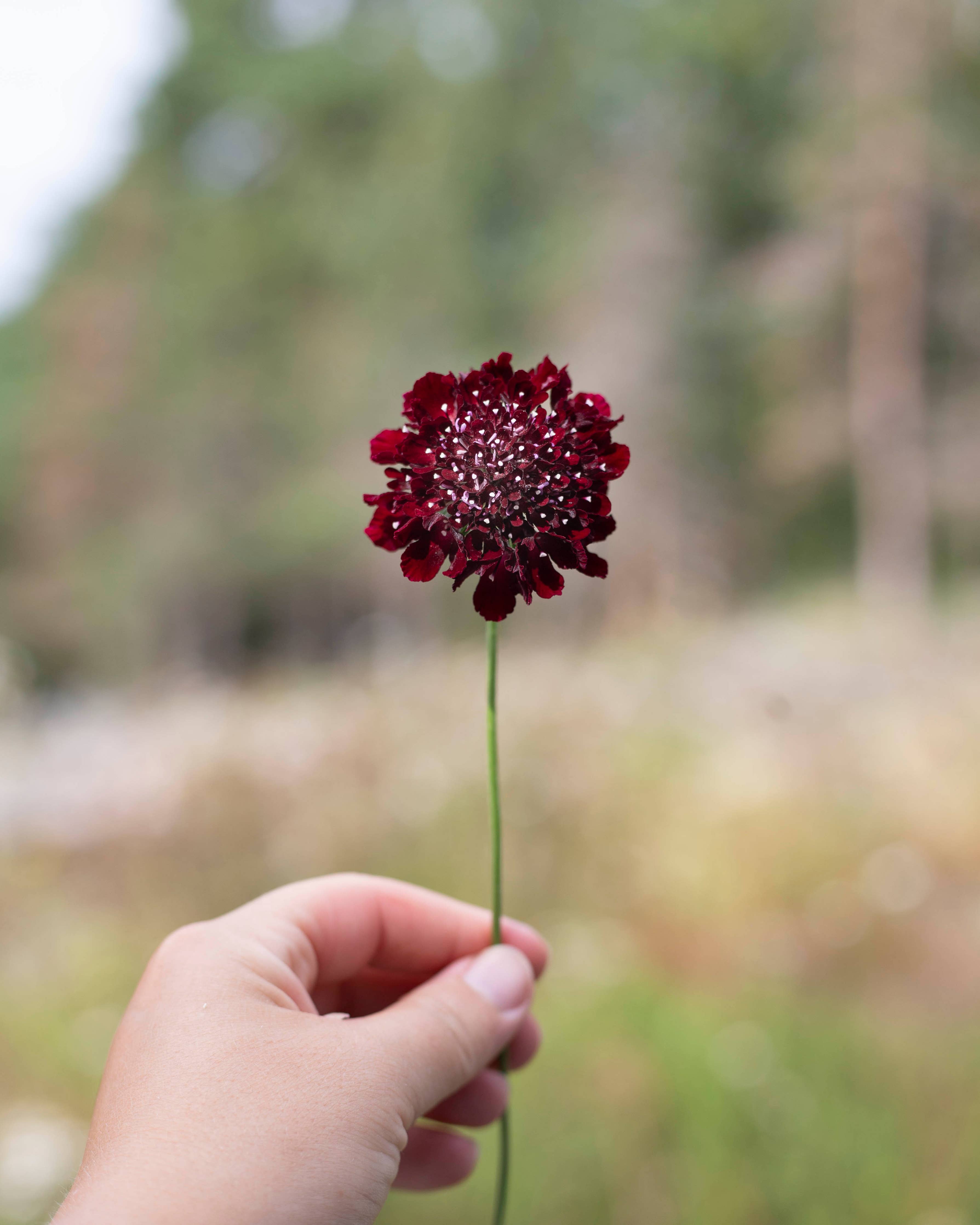 Koreatörmäkukka 'Black Knight' – Scabiosa atropurpurea, ca. 50 Samen