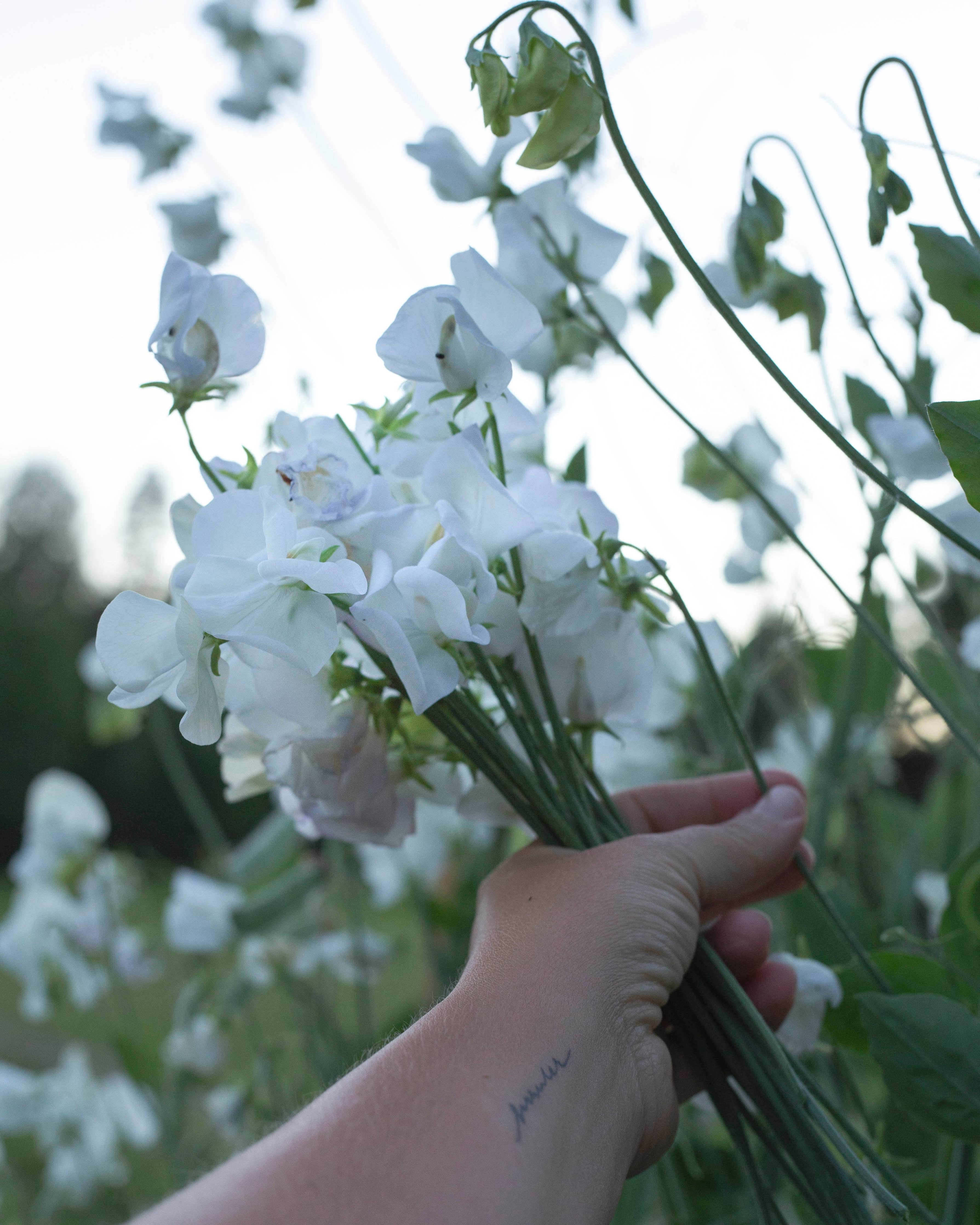 Duftwicke 'Spencer Old Times'