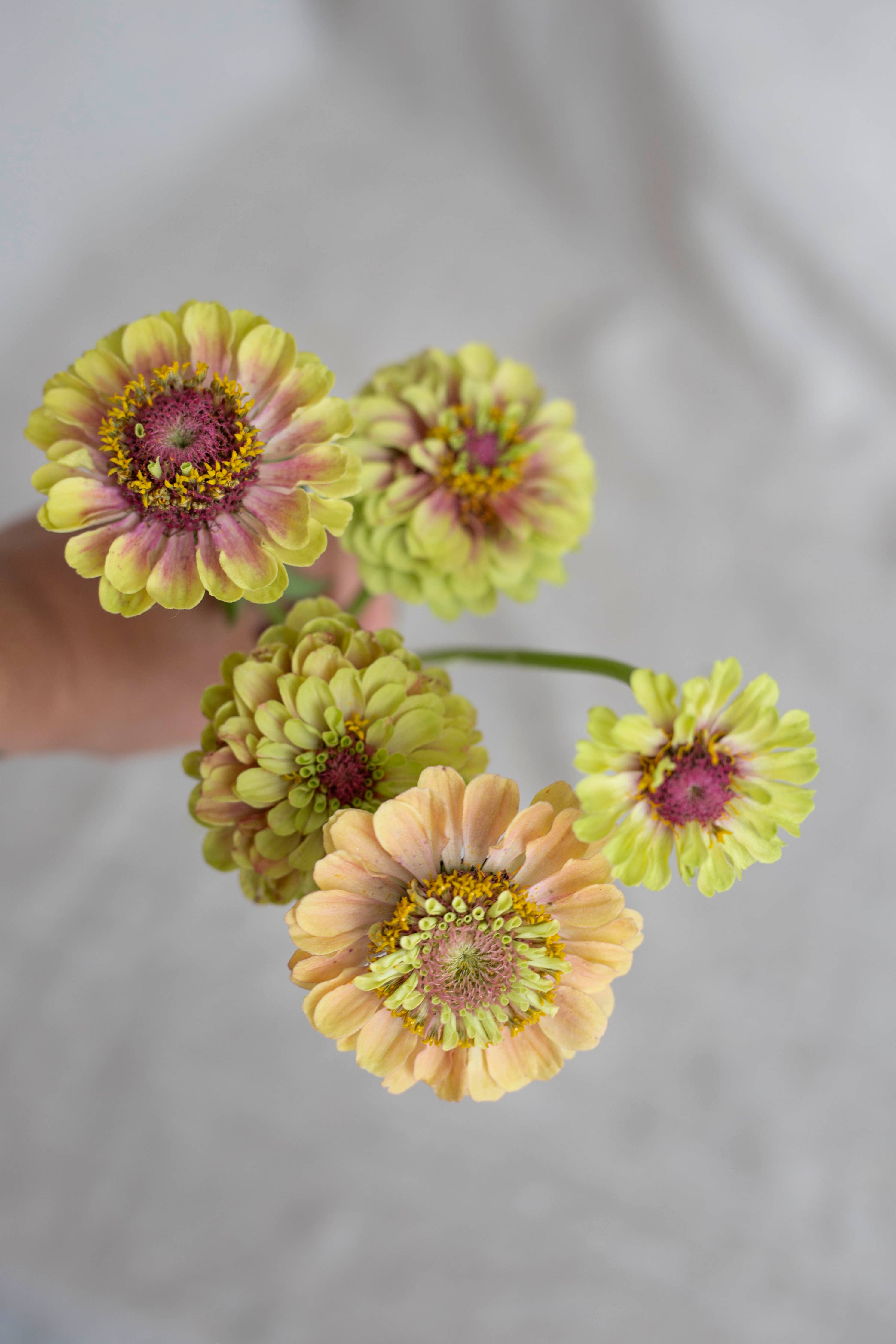 Isotsinnia Queen Lime Blush – Zinnia Elegans, ca. 20 Samen